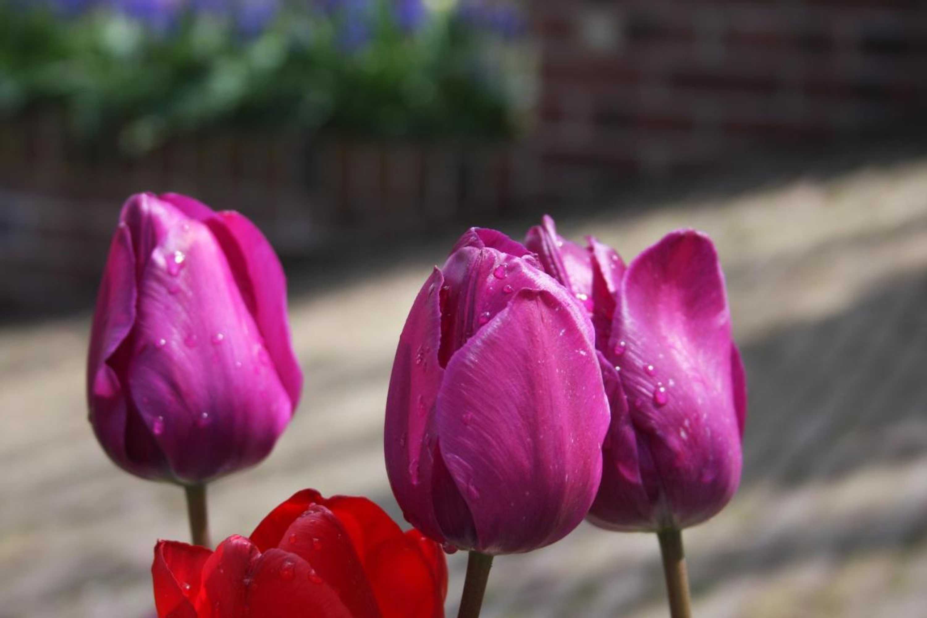 Gift card for Atelier La Luna