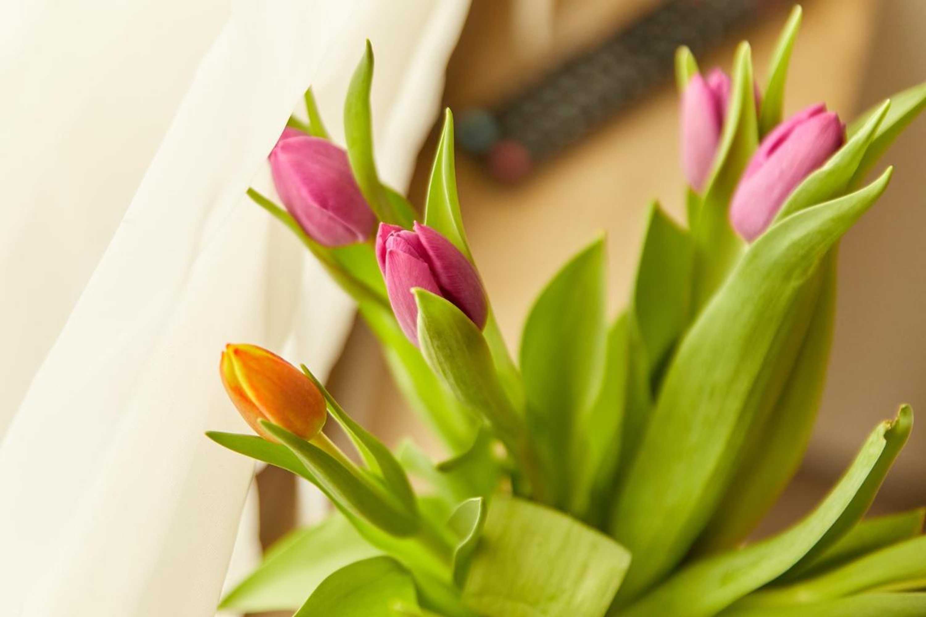 Gift card for Hotel Zum Dicken Baum