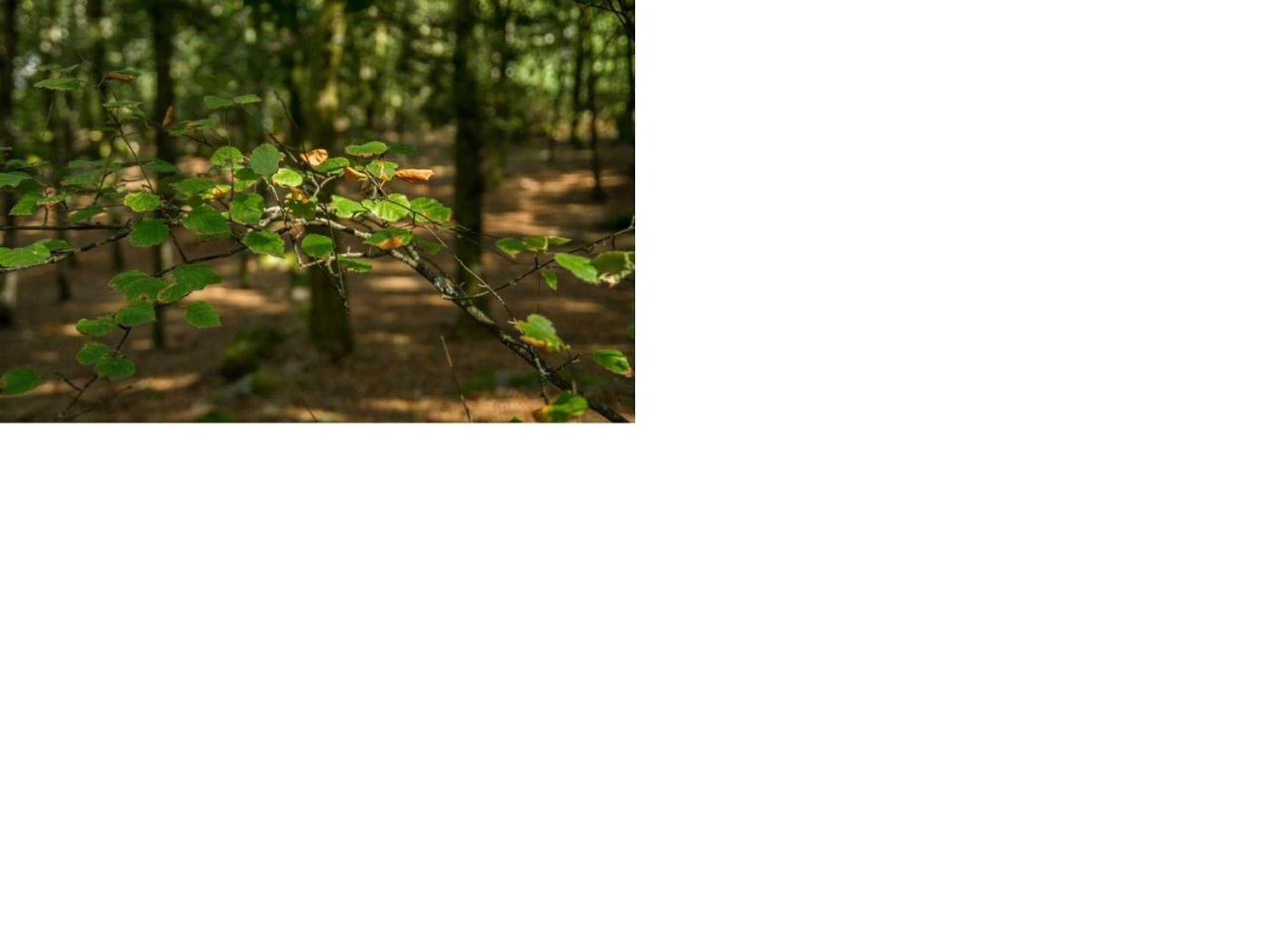 Gift card for Isatour Casa na Serra