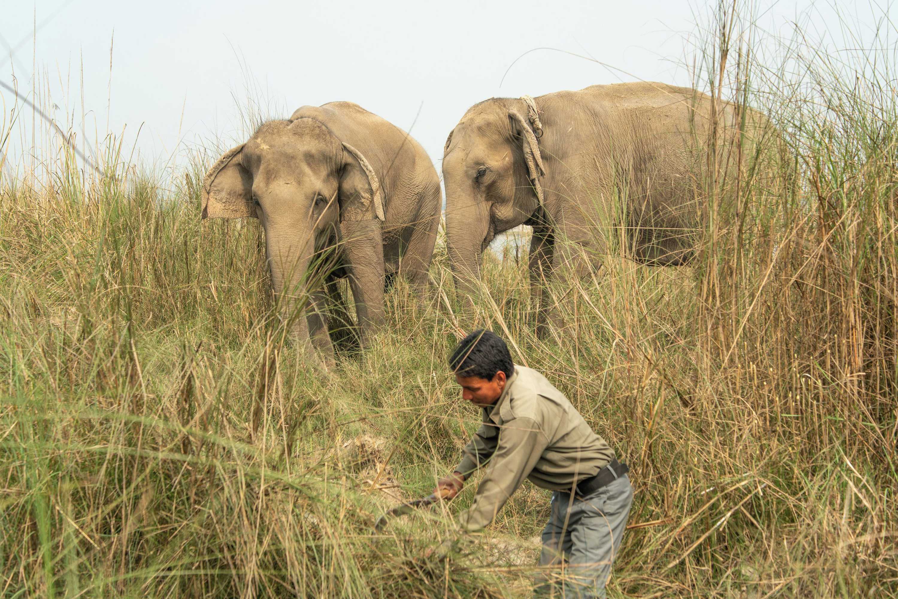 Gift card for Tiger Tops Tharu Lodge Gift card for Tiger Tops Tharu Lodge