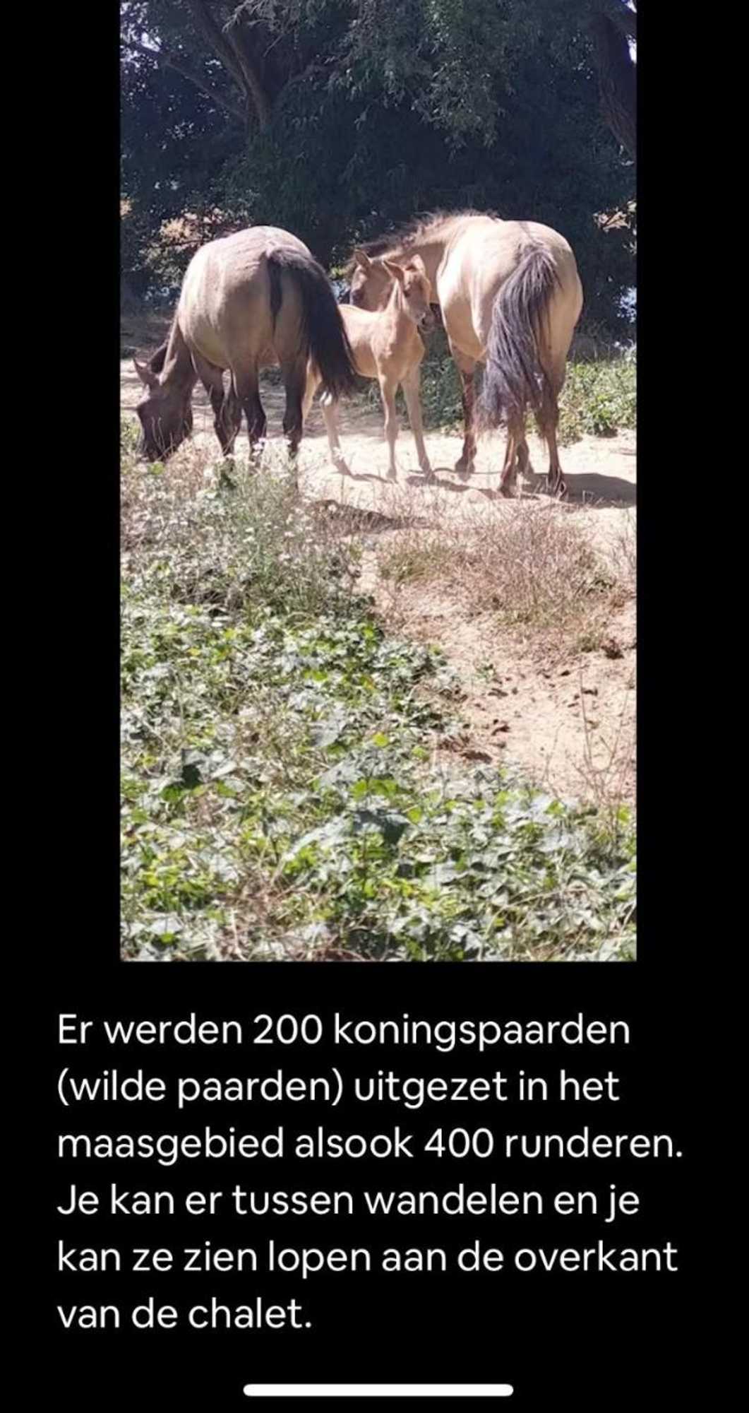 Gift card for Maas Lodge