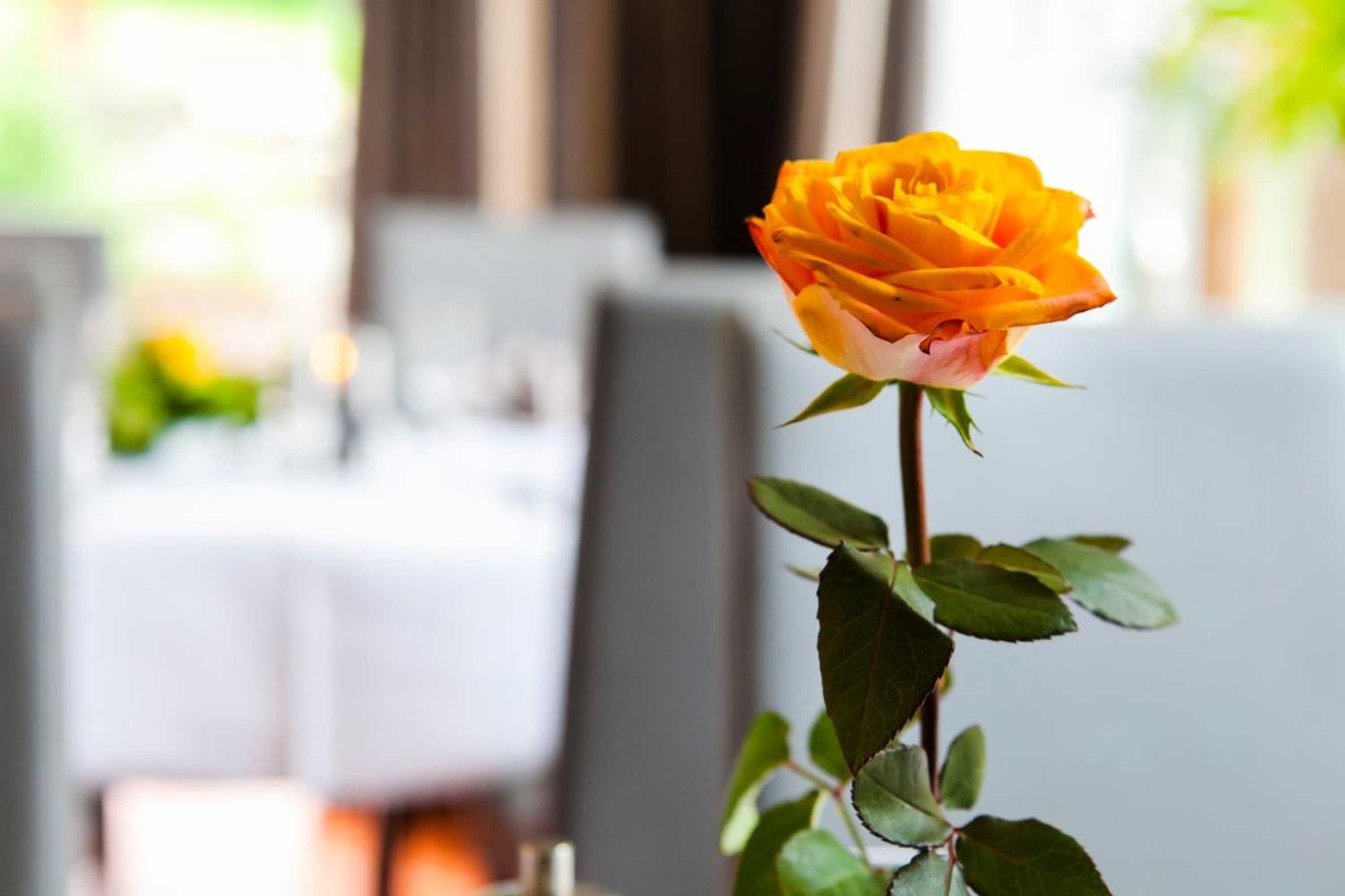 Gift card for Landgasthof Tönnes