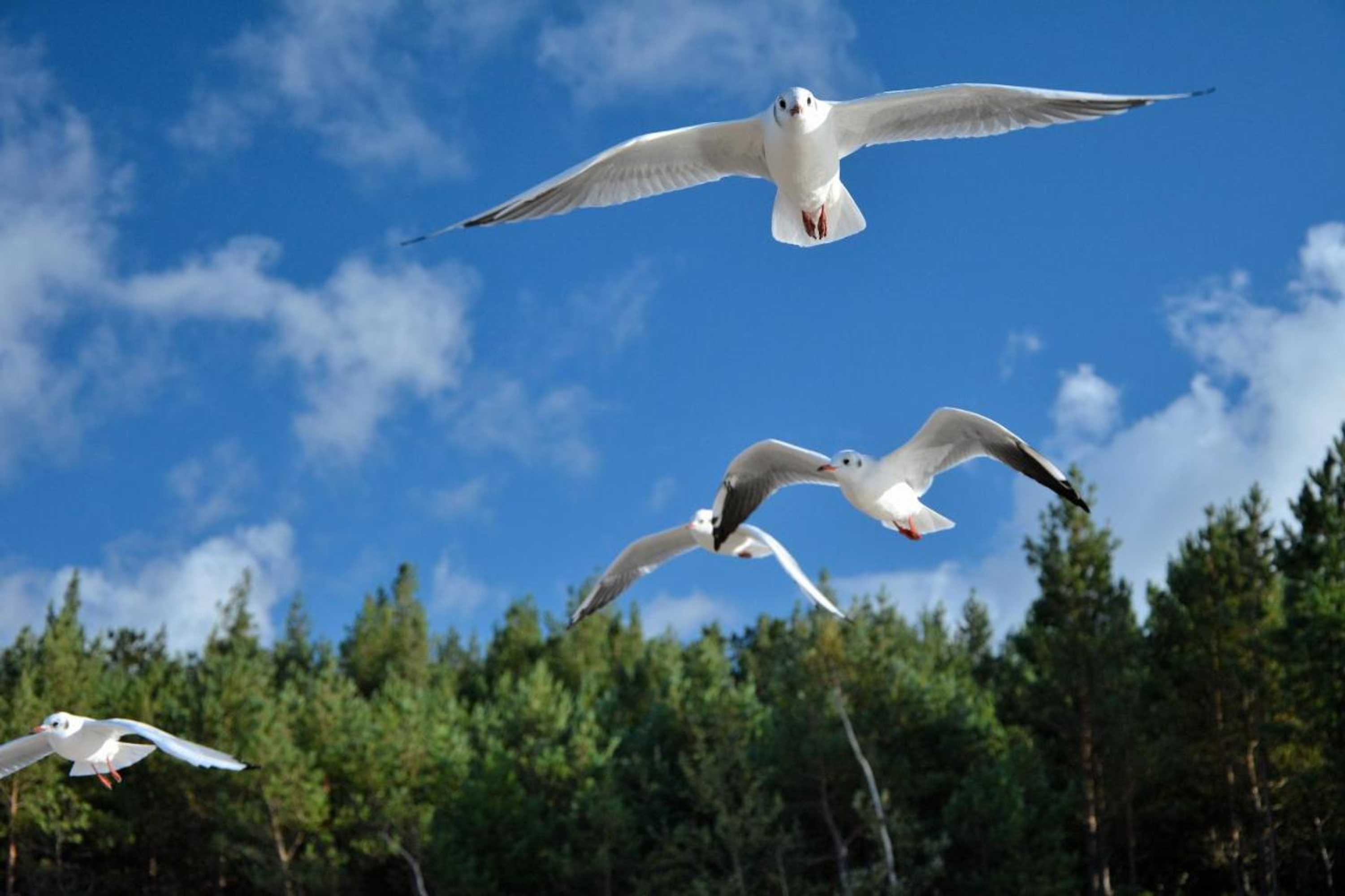 Gift card for Willa Victor