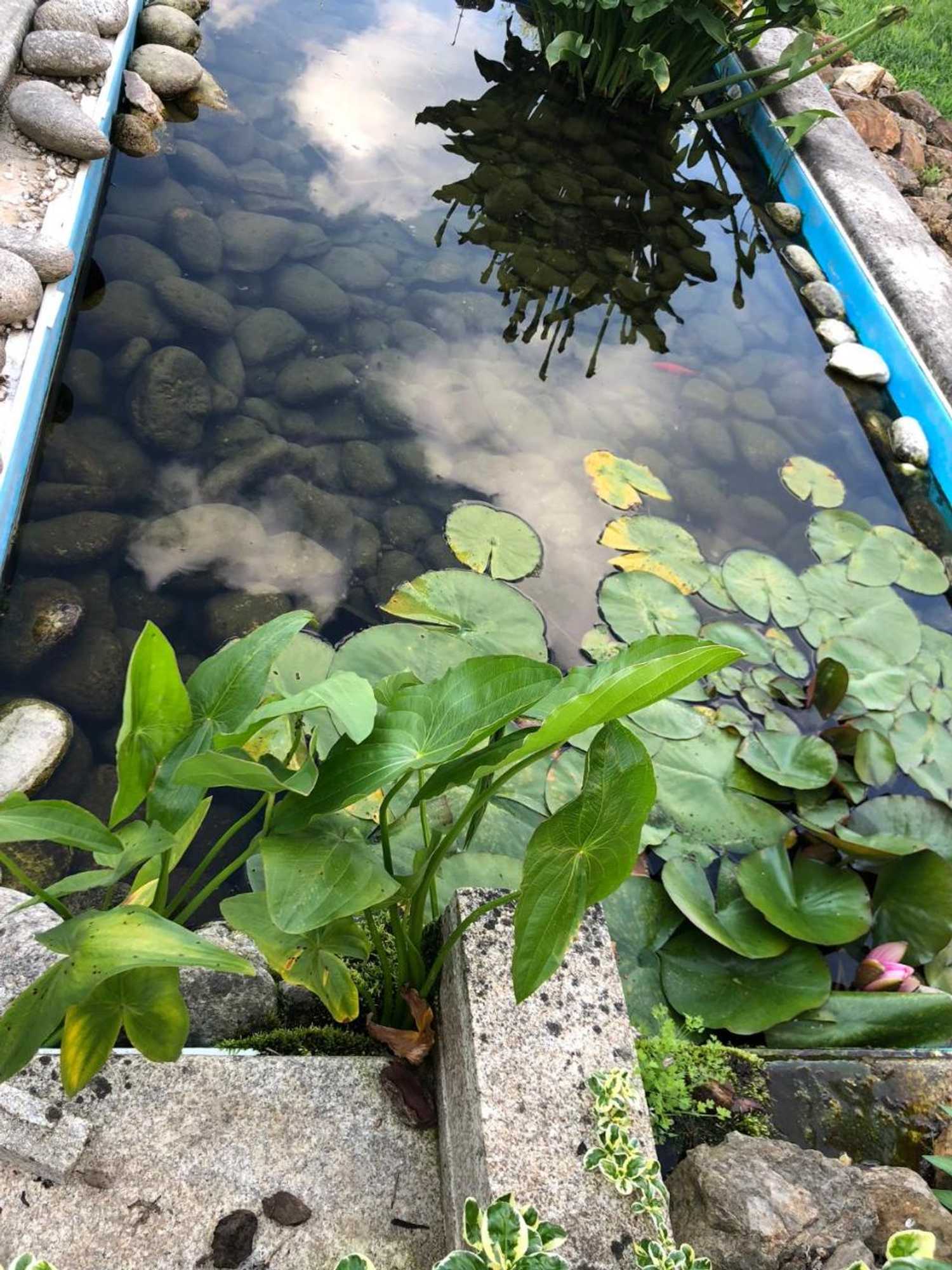 Gift card for Bosque da Harmonia