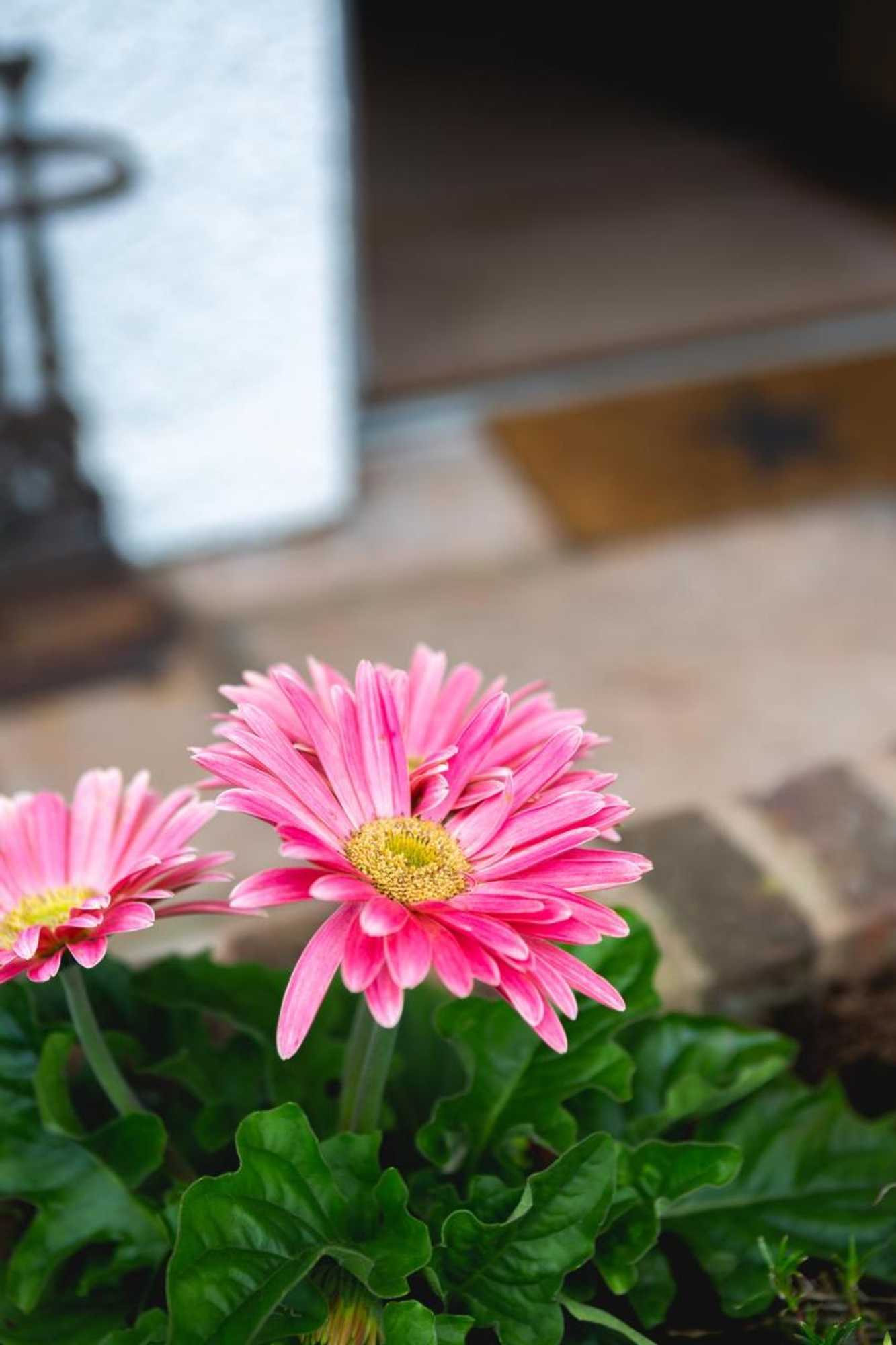 Gift card for Wick House B&b