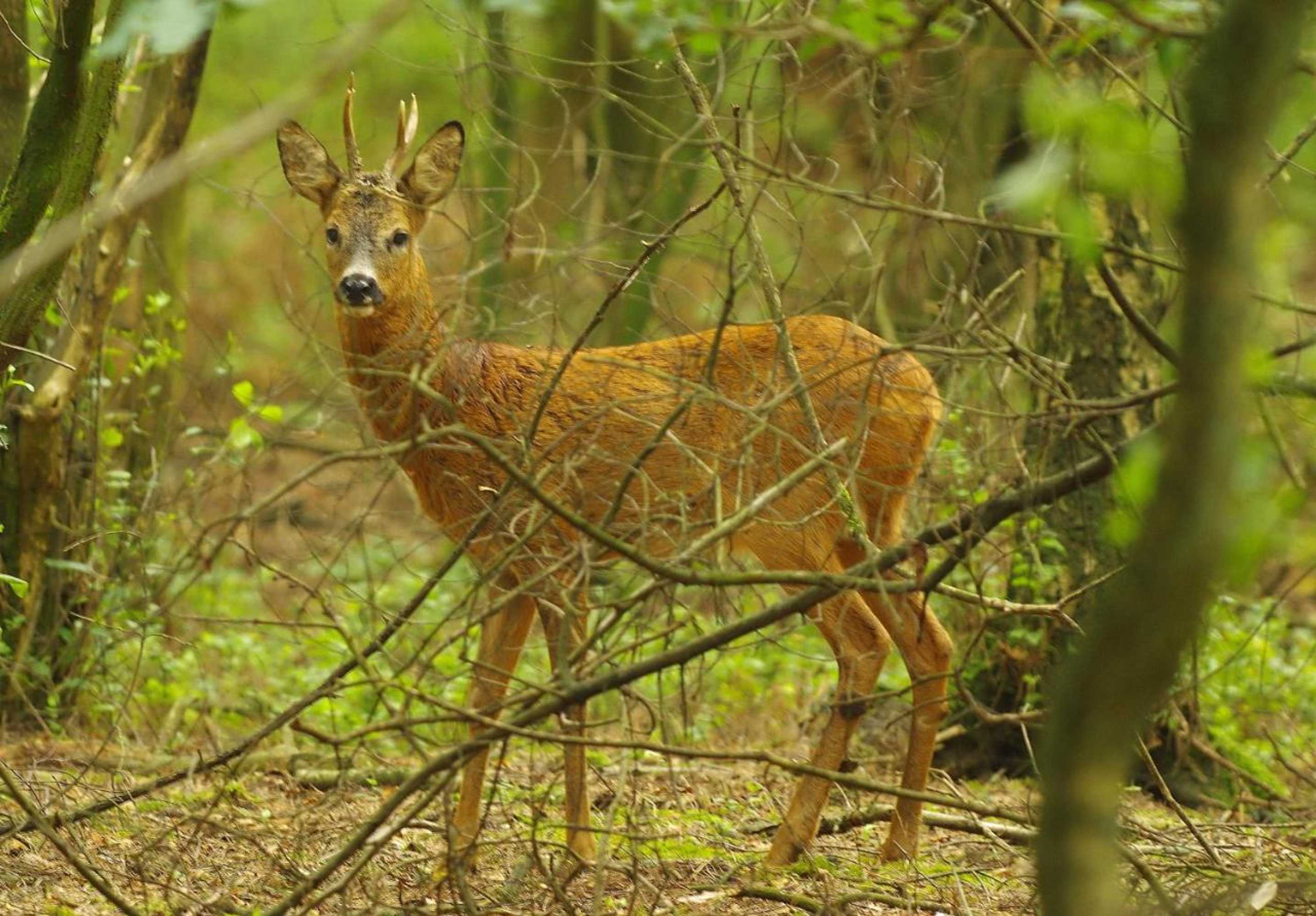 Gift card for Chalet Descansar op de Veluwe