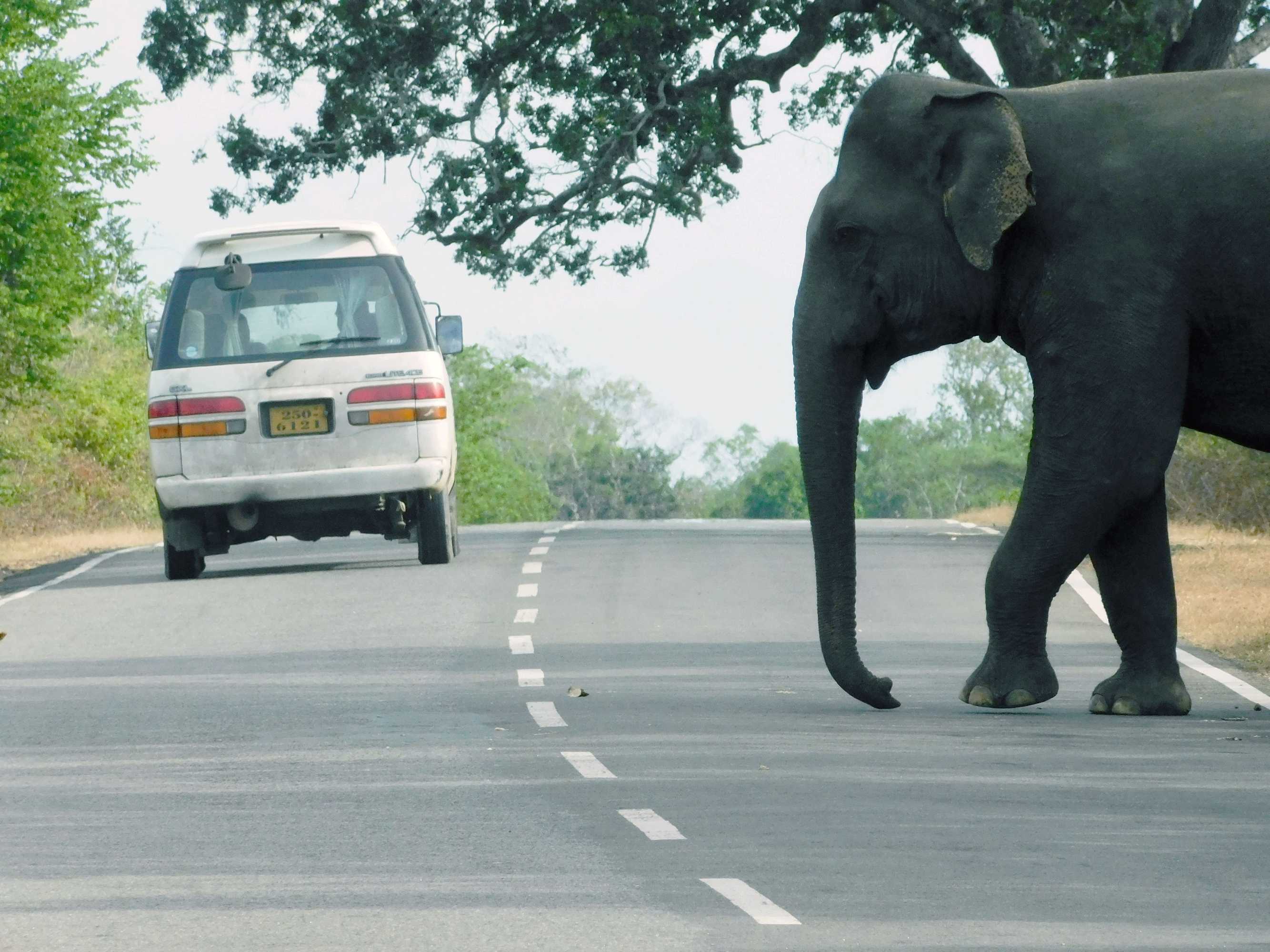 Gift card for Yala Avian Eye Safari Gift card for Yala Avian Eye Safari