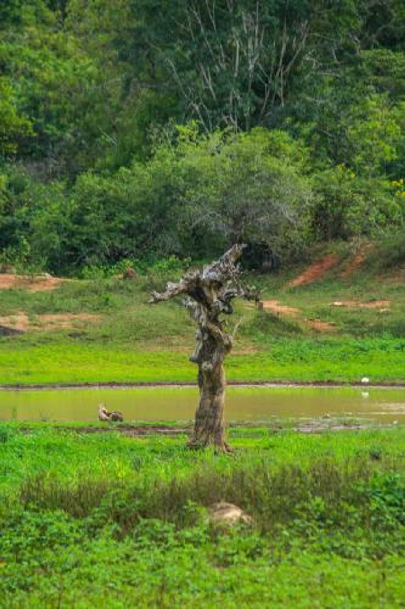 Gift card for Yala Way Hide Resort Gift card for Yala Way Hide Resort