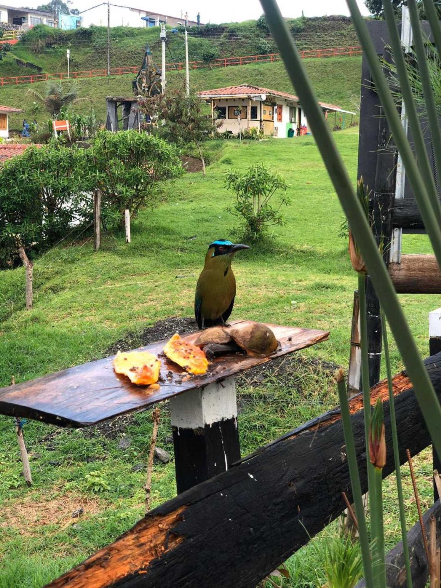 Gift card for Hostal y Camping Los Girasoles