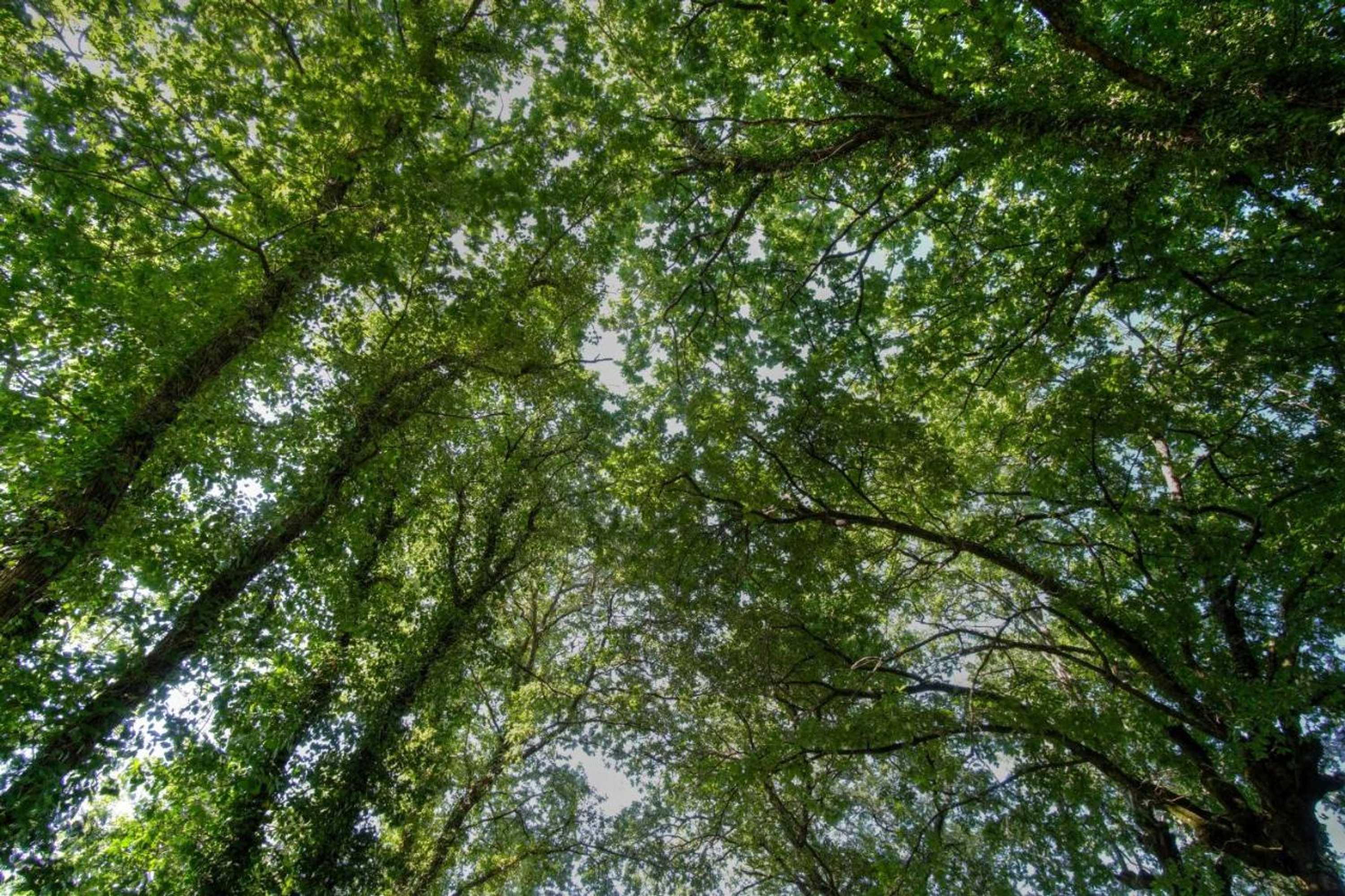 Gift card for Quinta de Silharezes, Lda