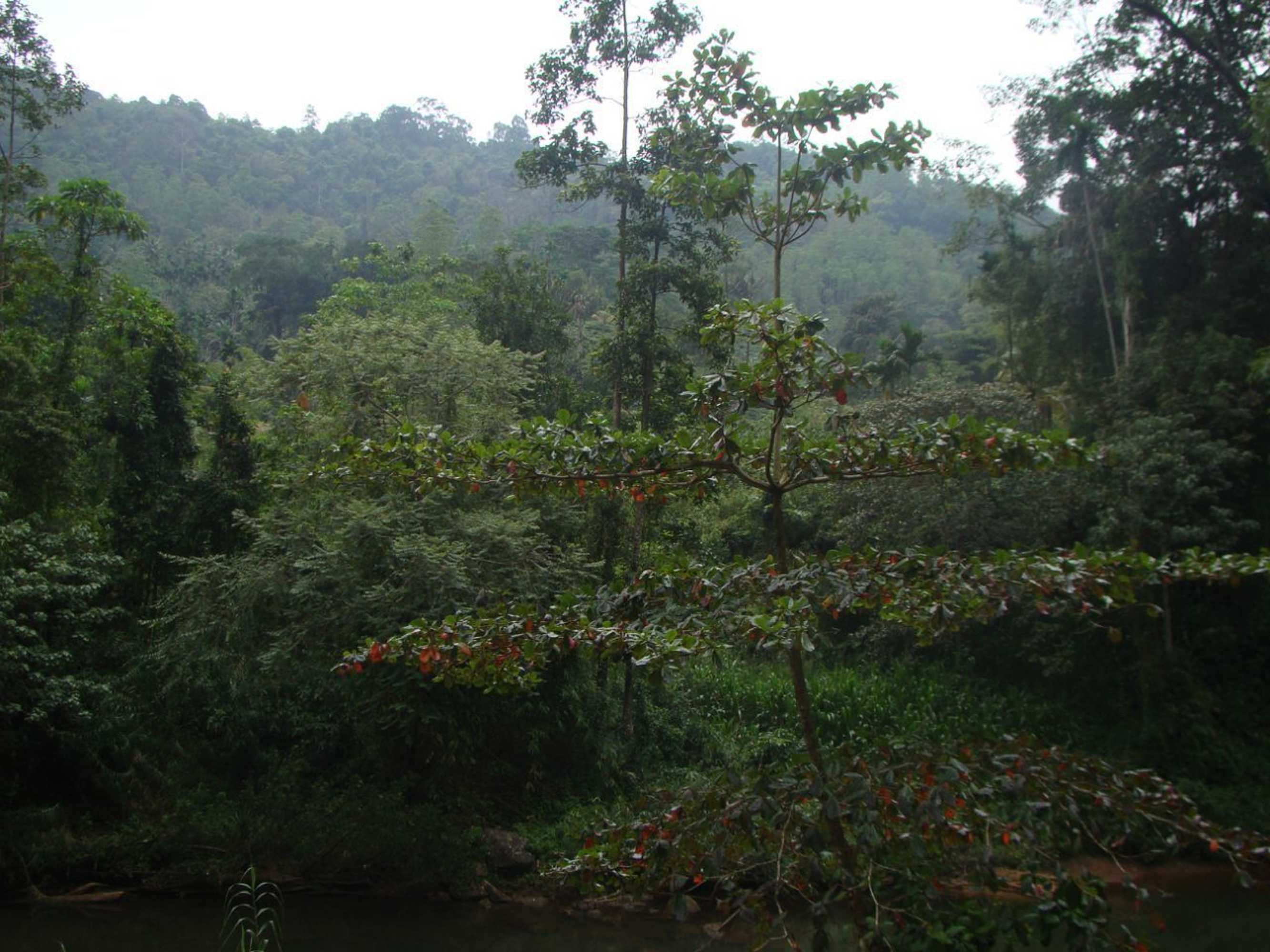Gift card for Sinharaja Vini Villa Hostel Gift card for Sinharaja Vini Villa Hostel
