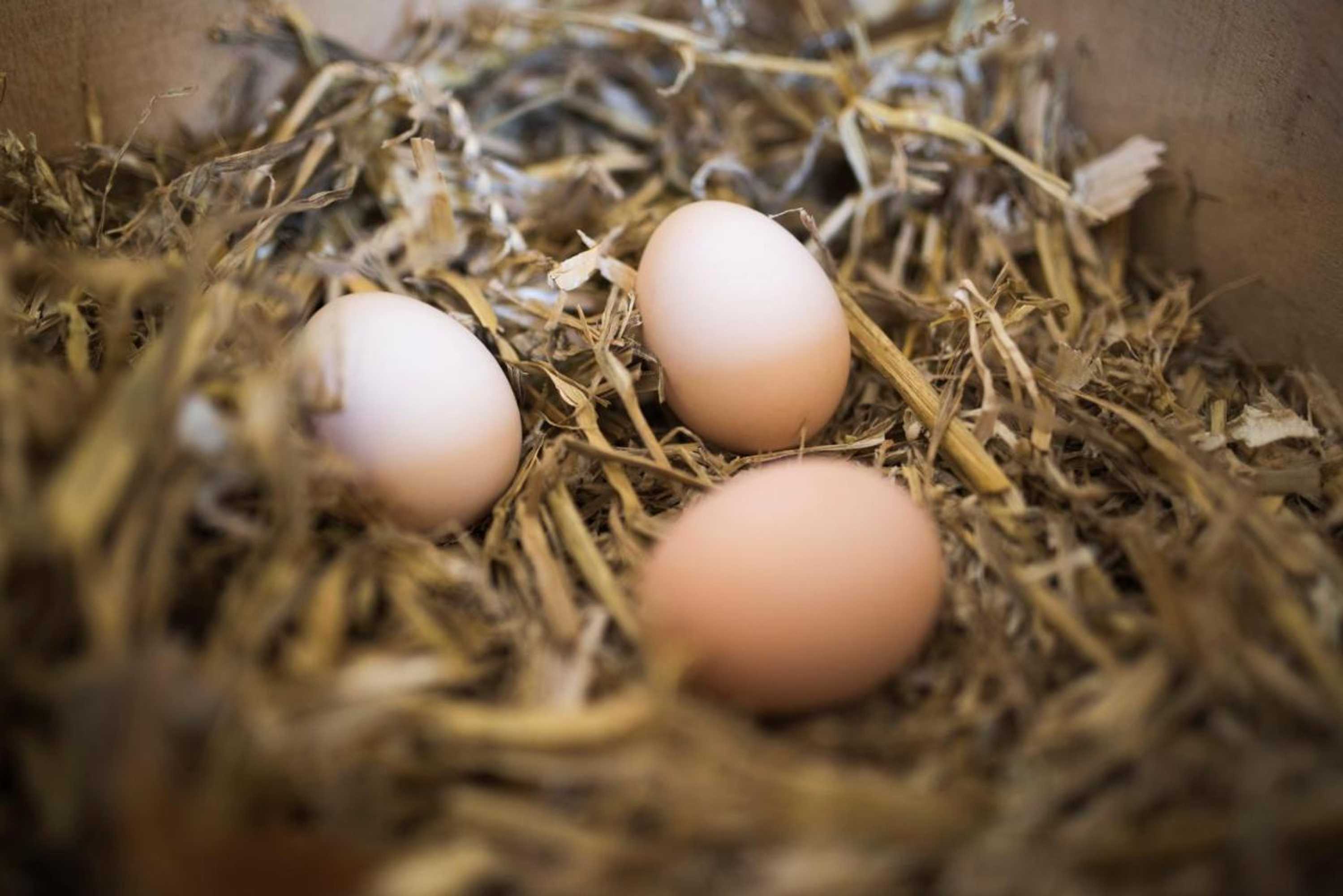 Gift card for B&b Louisehoeve