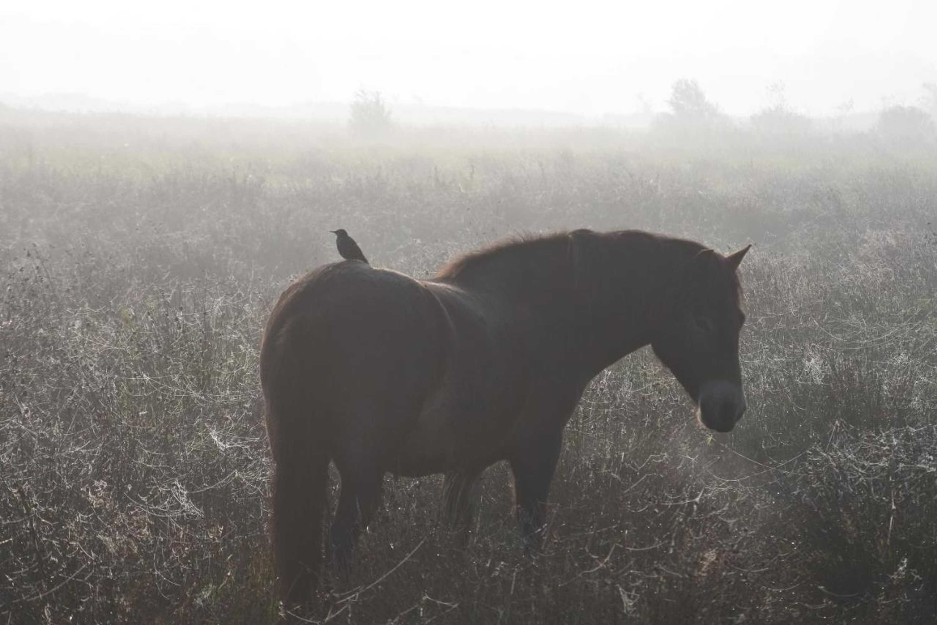 Gift card for Bed en Breakfast de Houtwiel