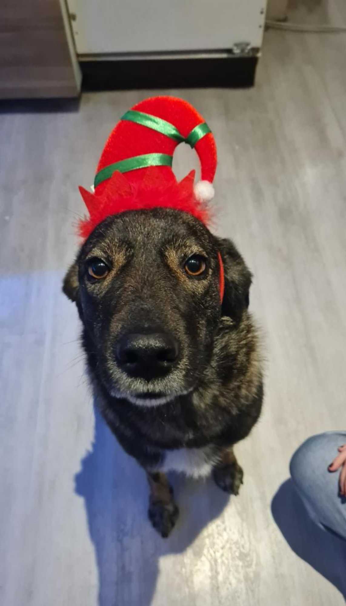 Gift card for Hotel-Barbarossa-Garni Bei Hanau