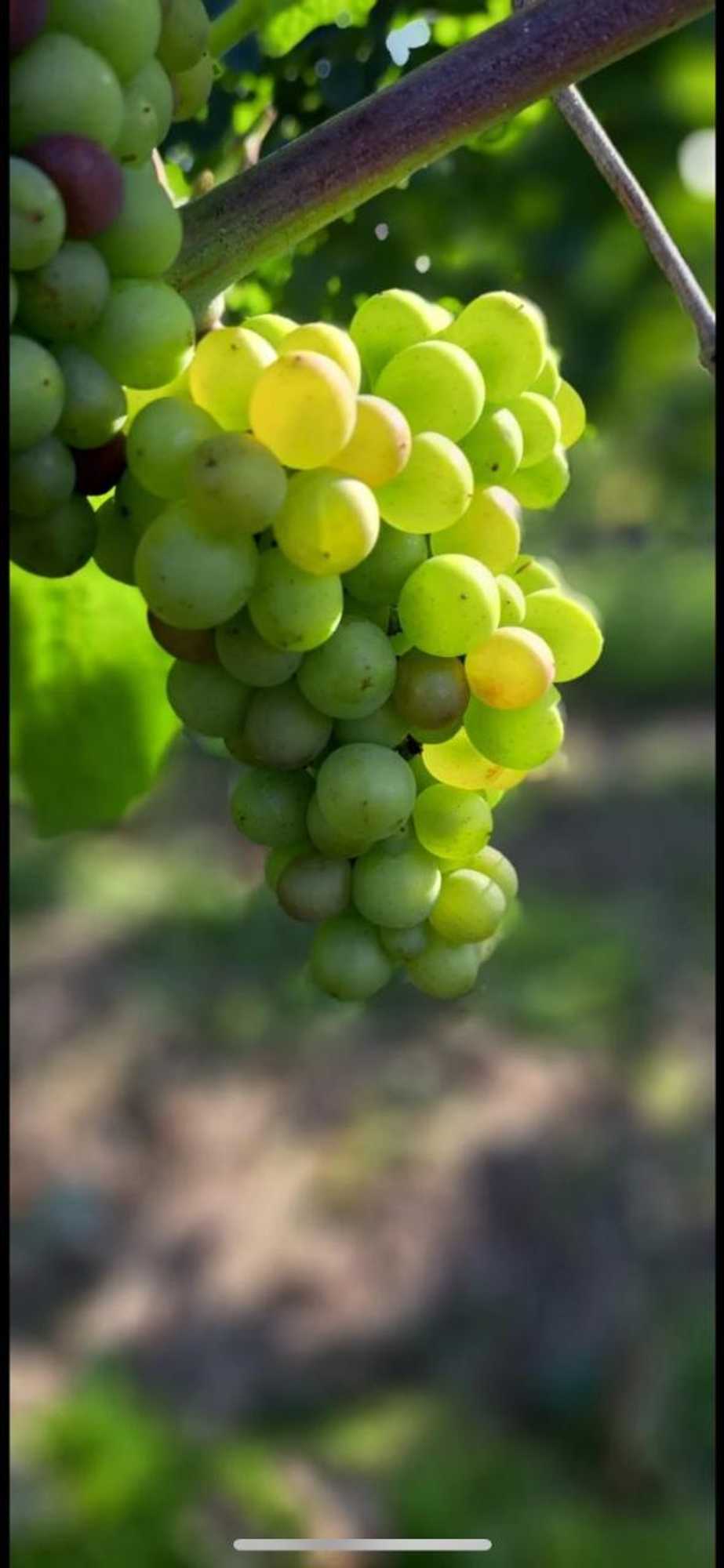 Gift card for Maas Lodge