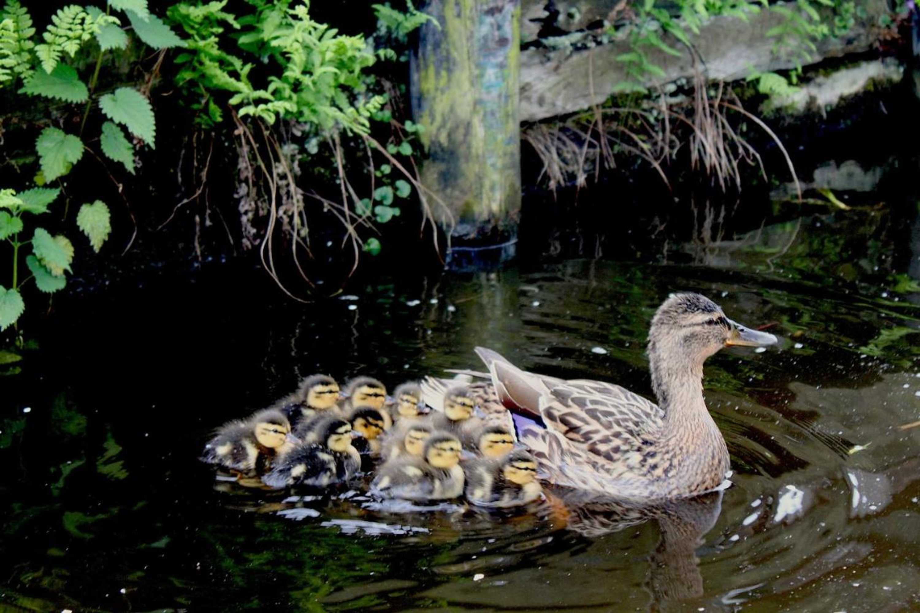 Gift card for B&b De Galeriet Giethoorn