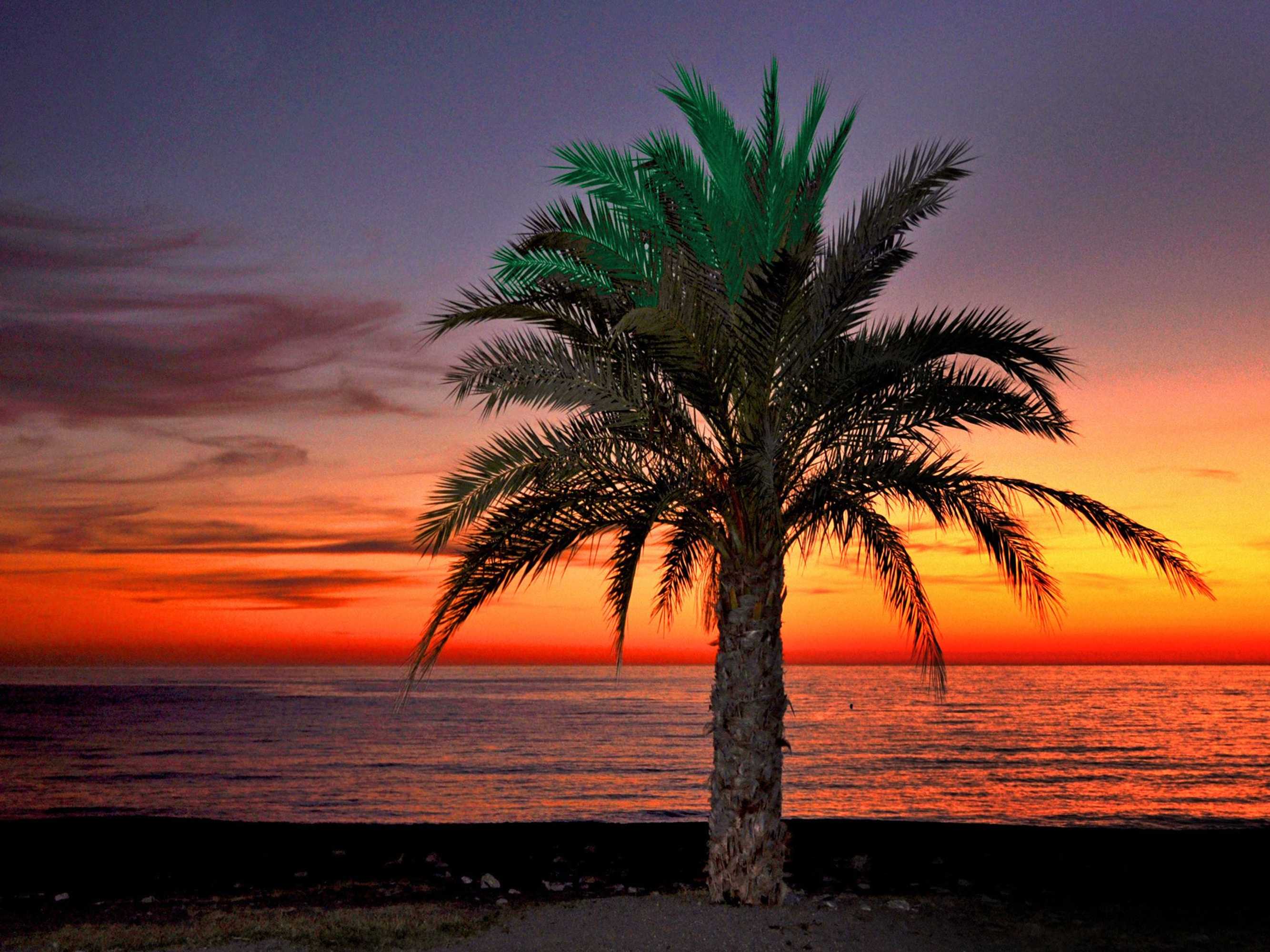 Gift card for Arrayanes Playa Almuñecar Gift card for Arrayanes Playa Almuñecar