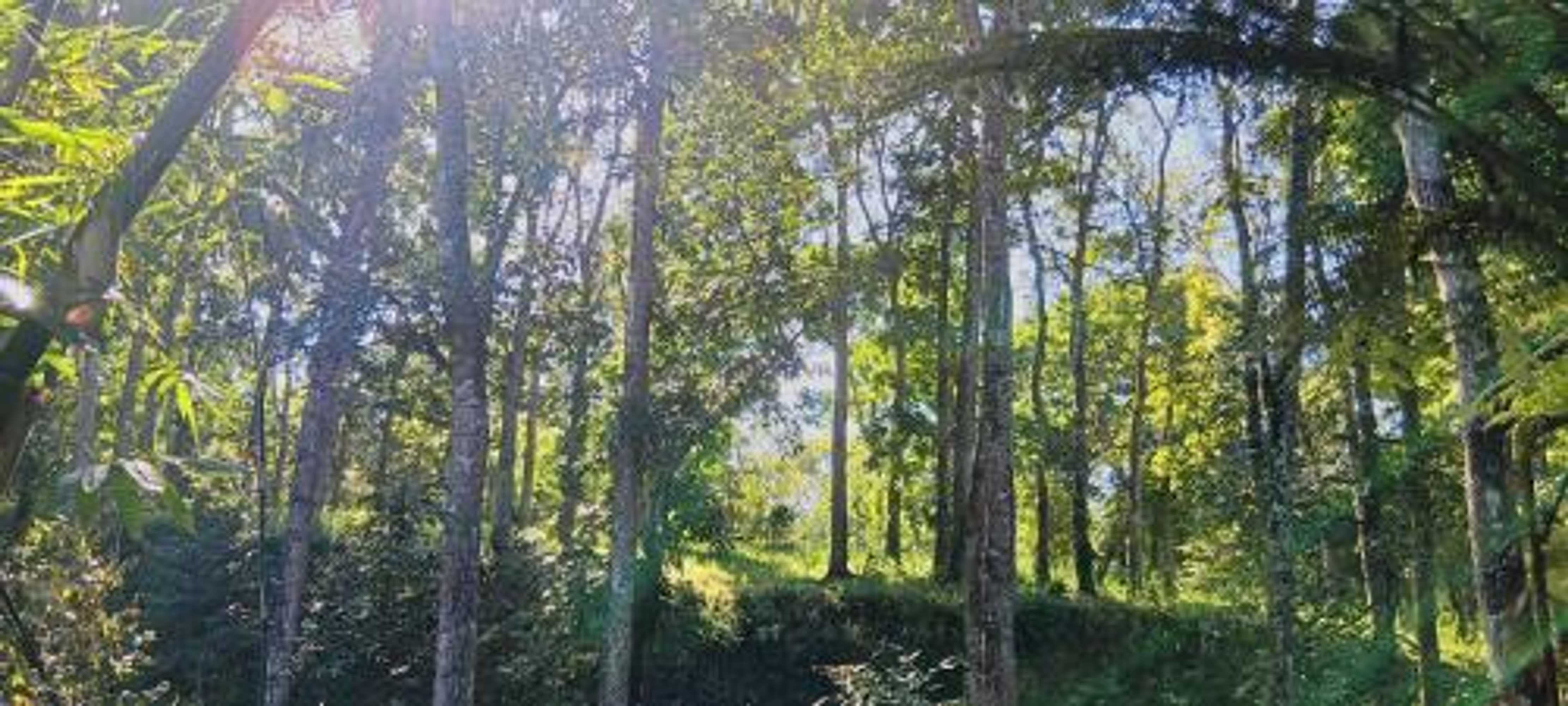 Gift card for Tereng Wilis Jungle Inn Gift card for Tereng Wilis Jungle Inn