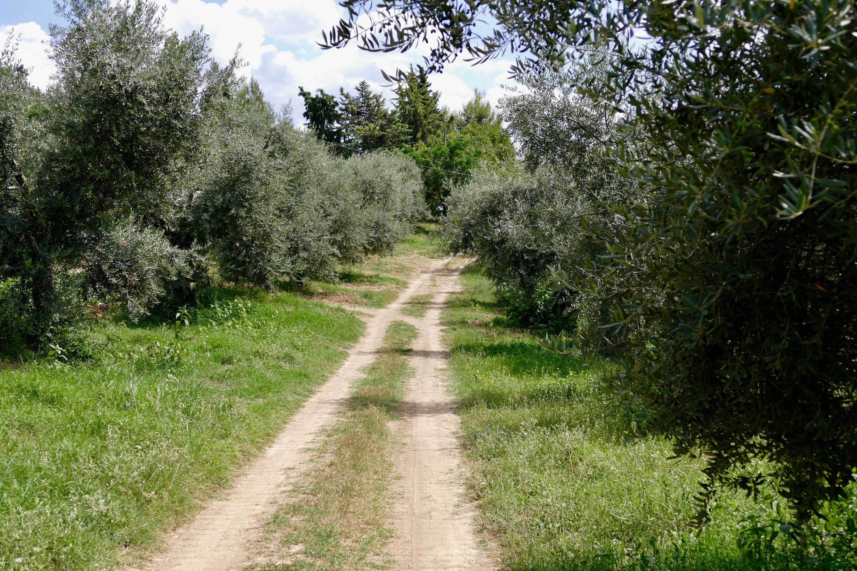 Gift card for Agriturismo Via Del Campo Gift card for Agriturismo Via Del Campo
