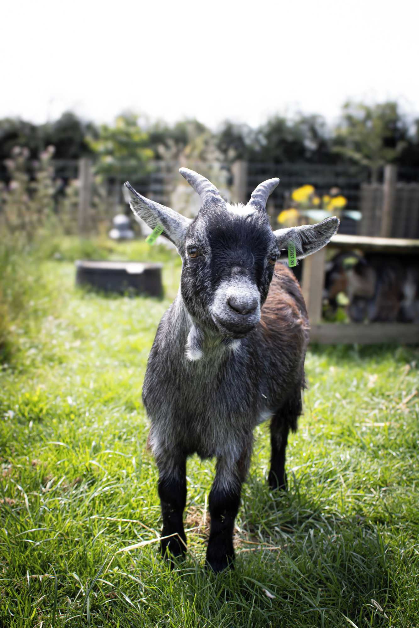 Gift card for Home Farm & Lodge Gift card for Home Farm & Lodge
