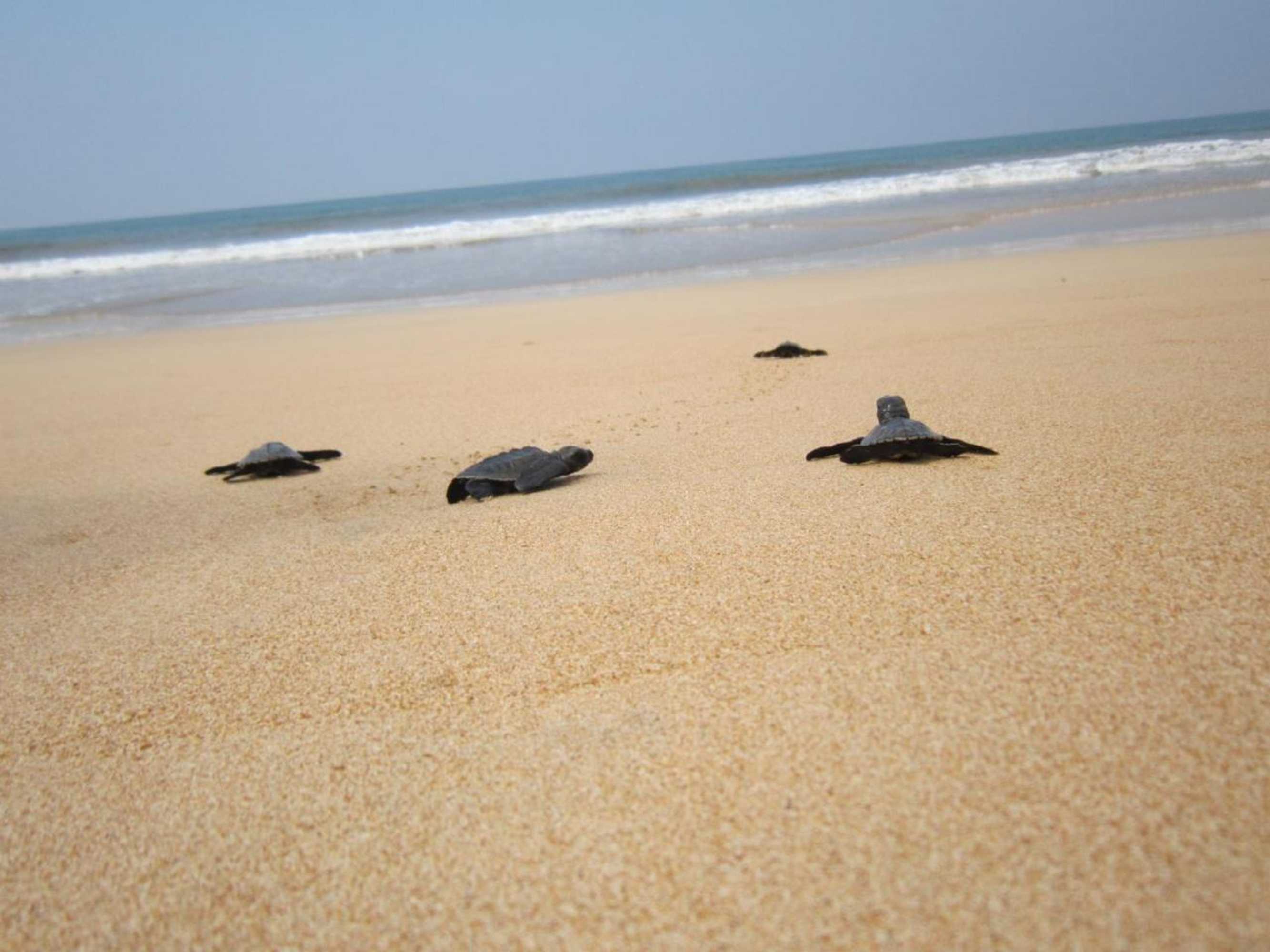 Gift card for Janus Paradise Rest