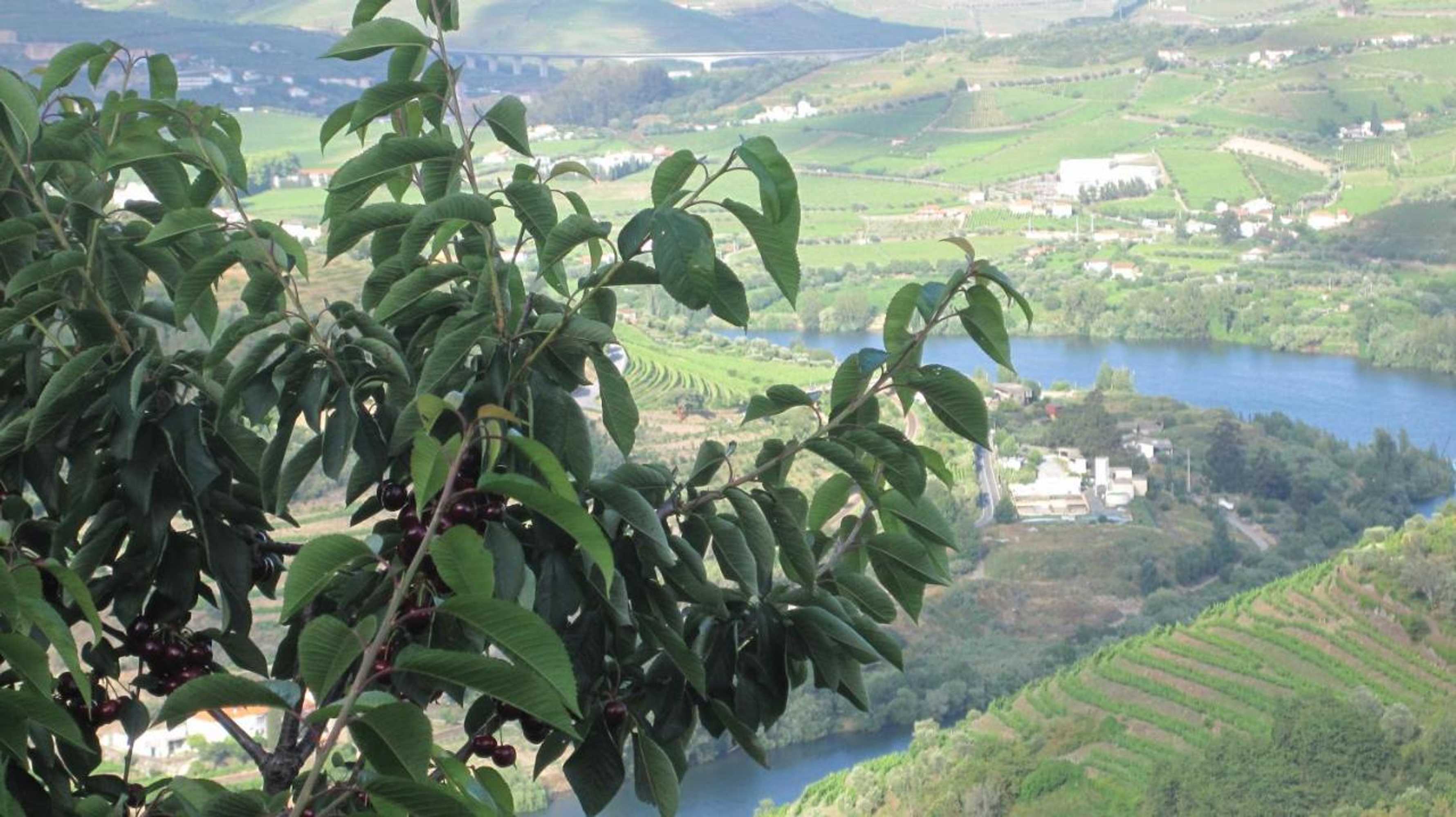 Gift card for Quinta do Pombal Douro Gift card for Quinta do Pombal Douro