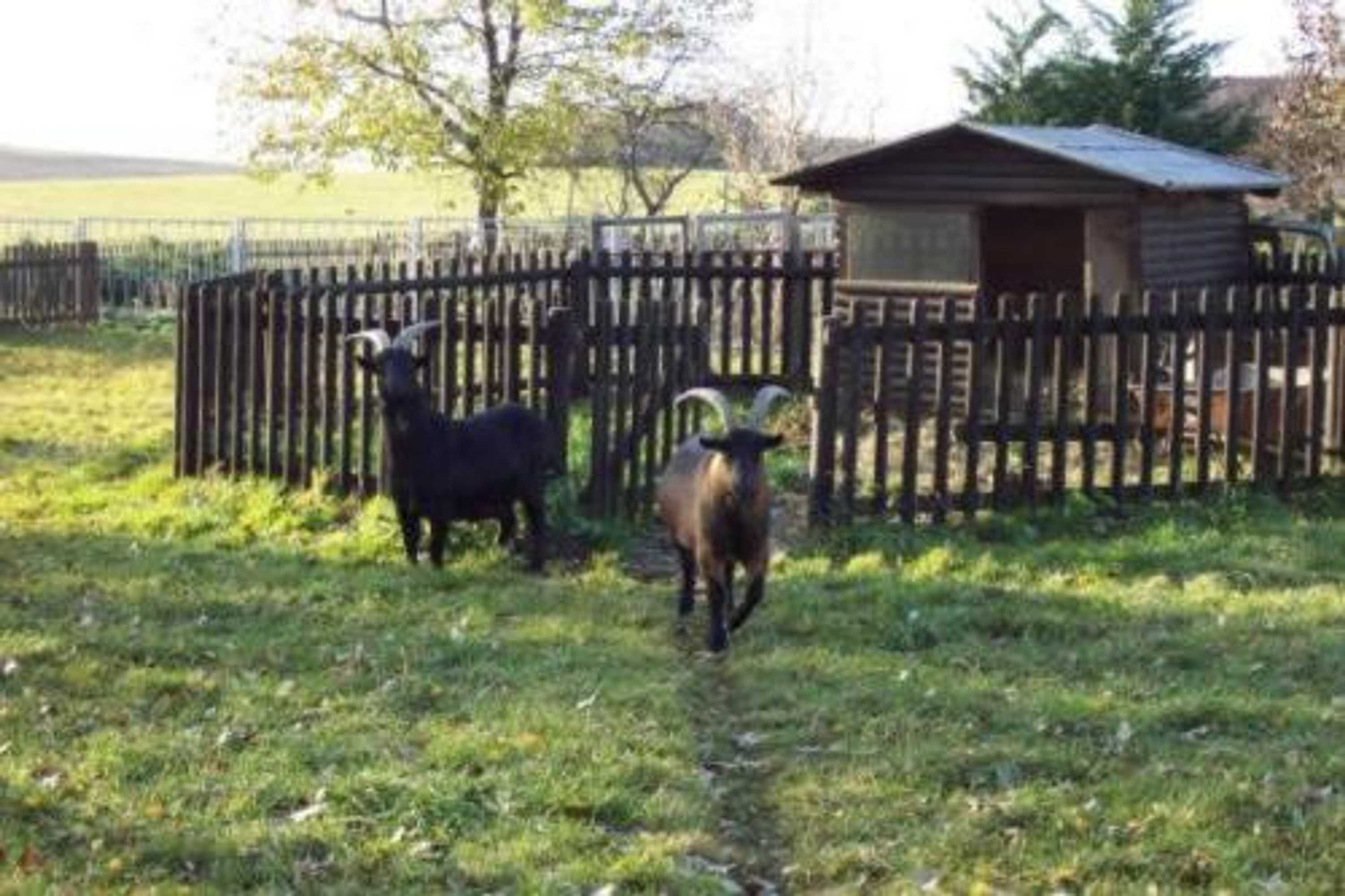 Gift card for Hotel Gasthof Zur Linde