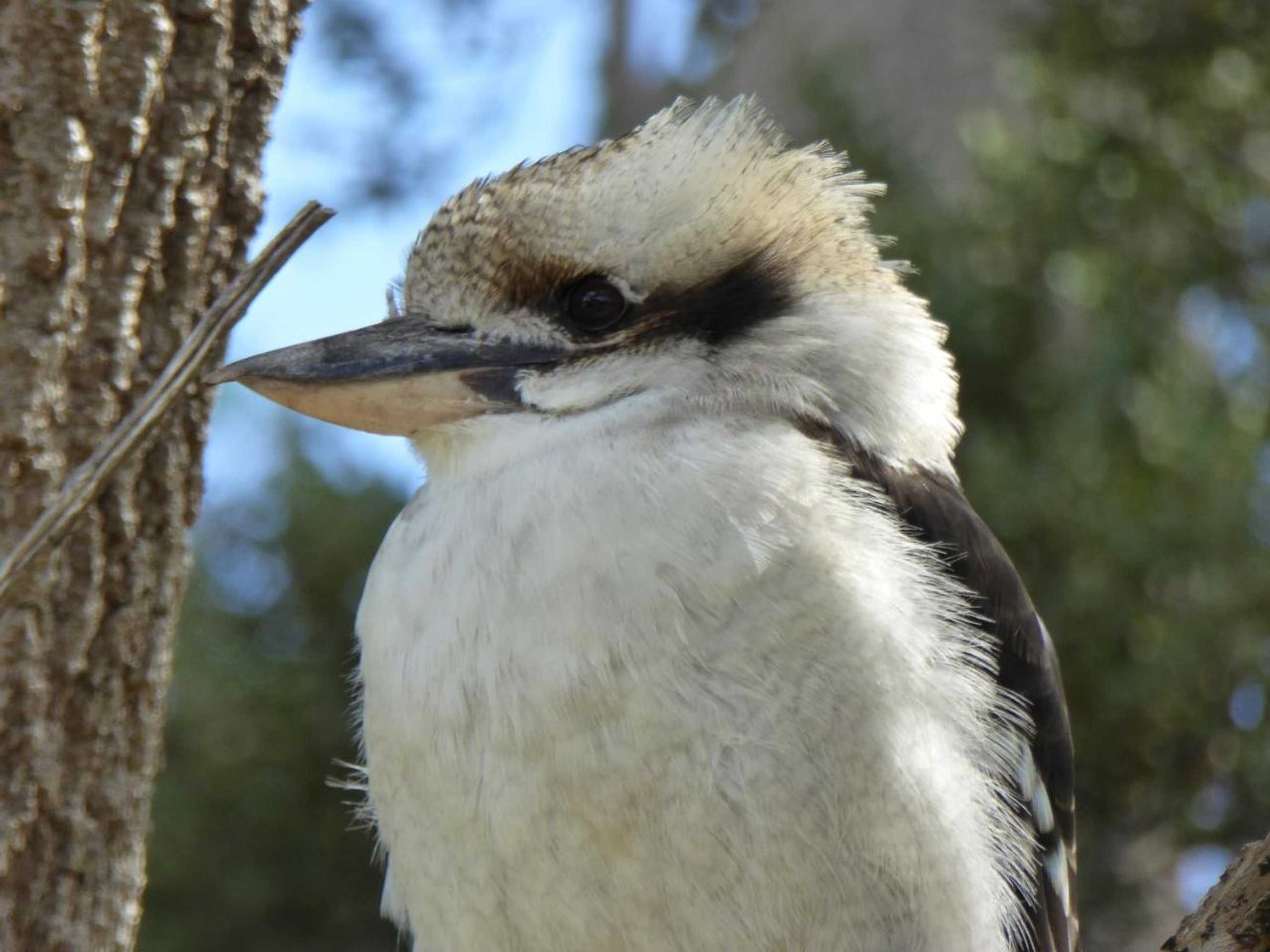 Gift card for Llarrinda Bed & Breakfast