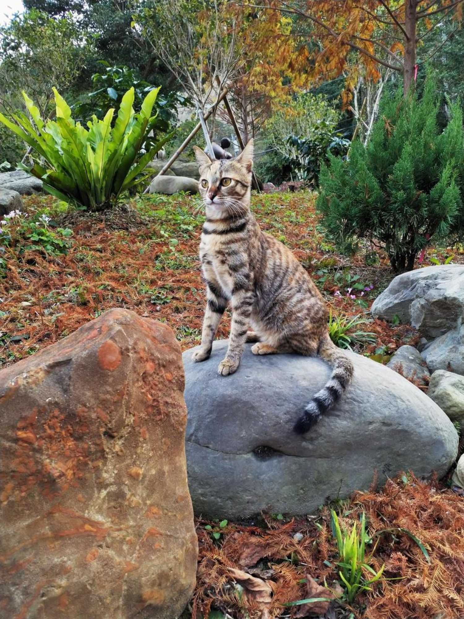 Gift card for Nanzhuang Yanzitao