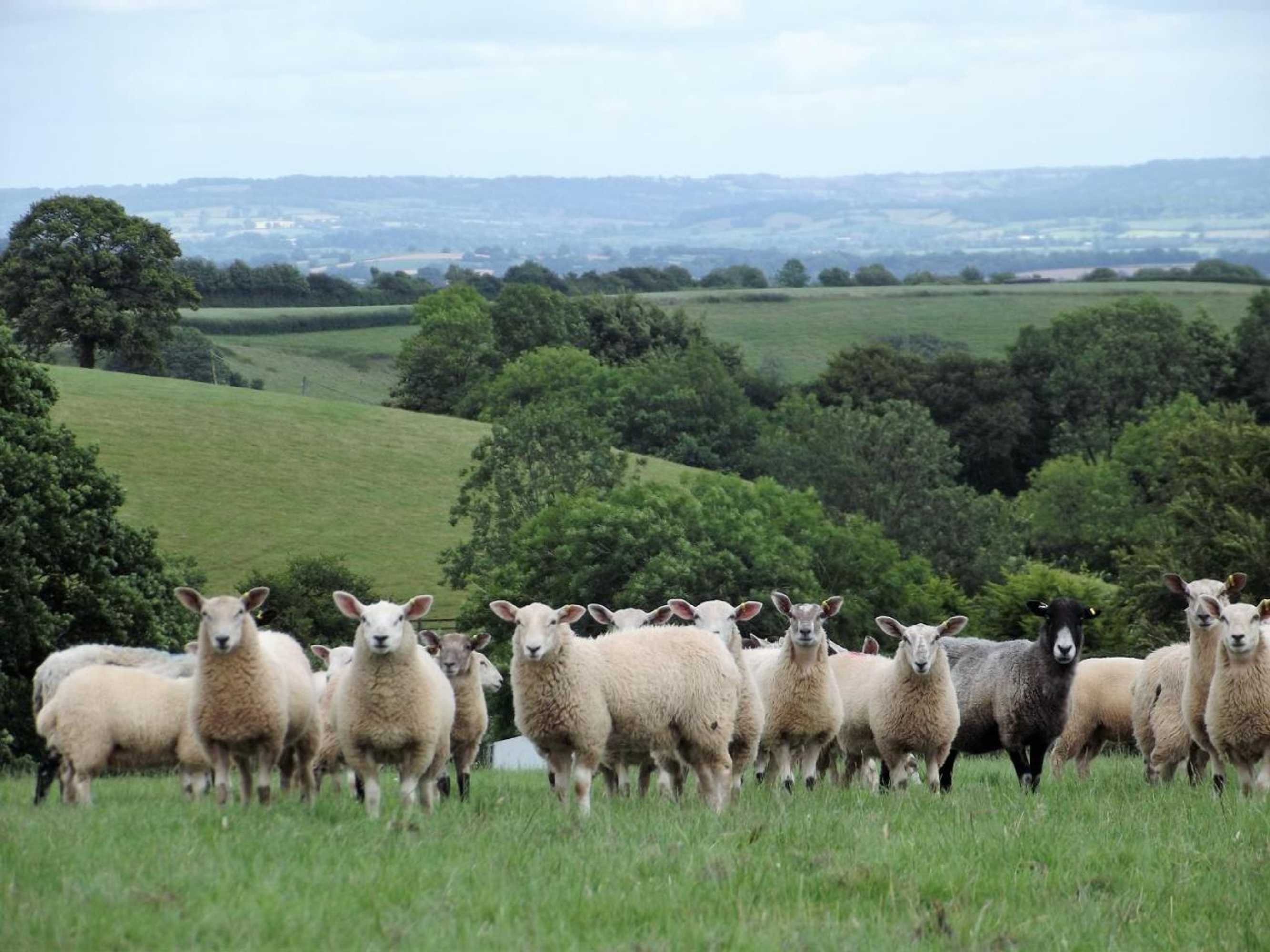 Gift card for Deepaller Farm