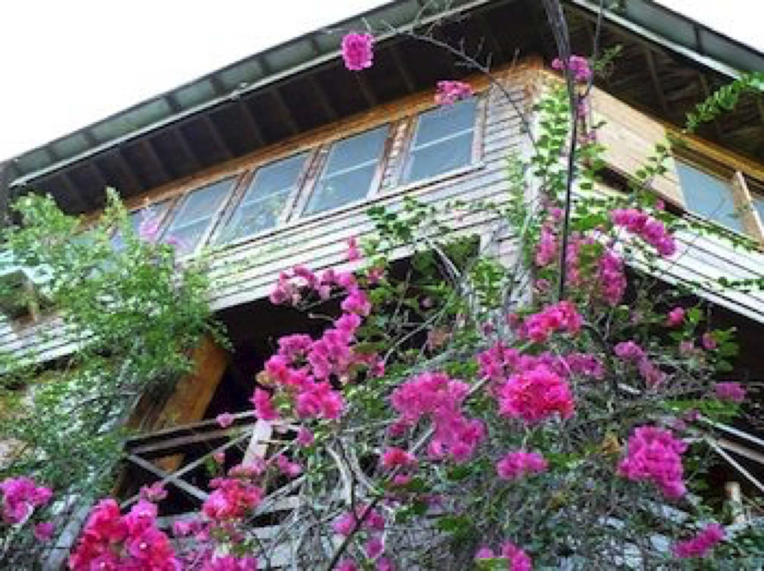 Gift card for Roatan Bed & Breakfast Apartments Gift card for Roatan Bed & Breakfast Apartments