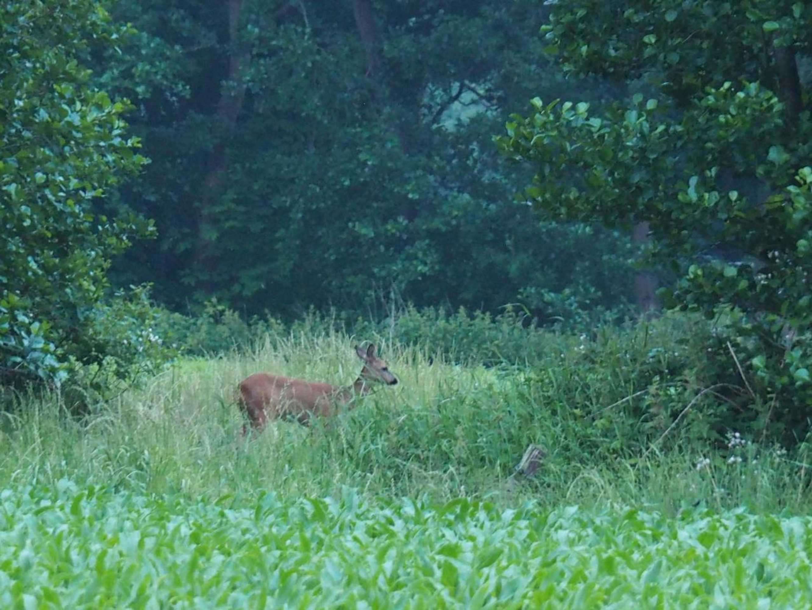 Gift card for Bed & Brochje Burgum