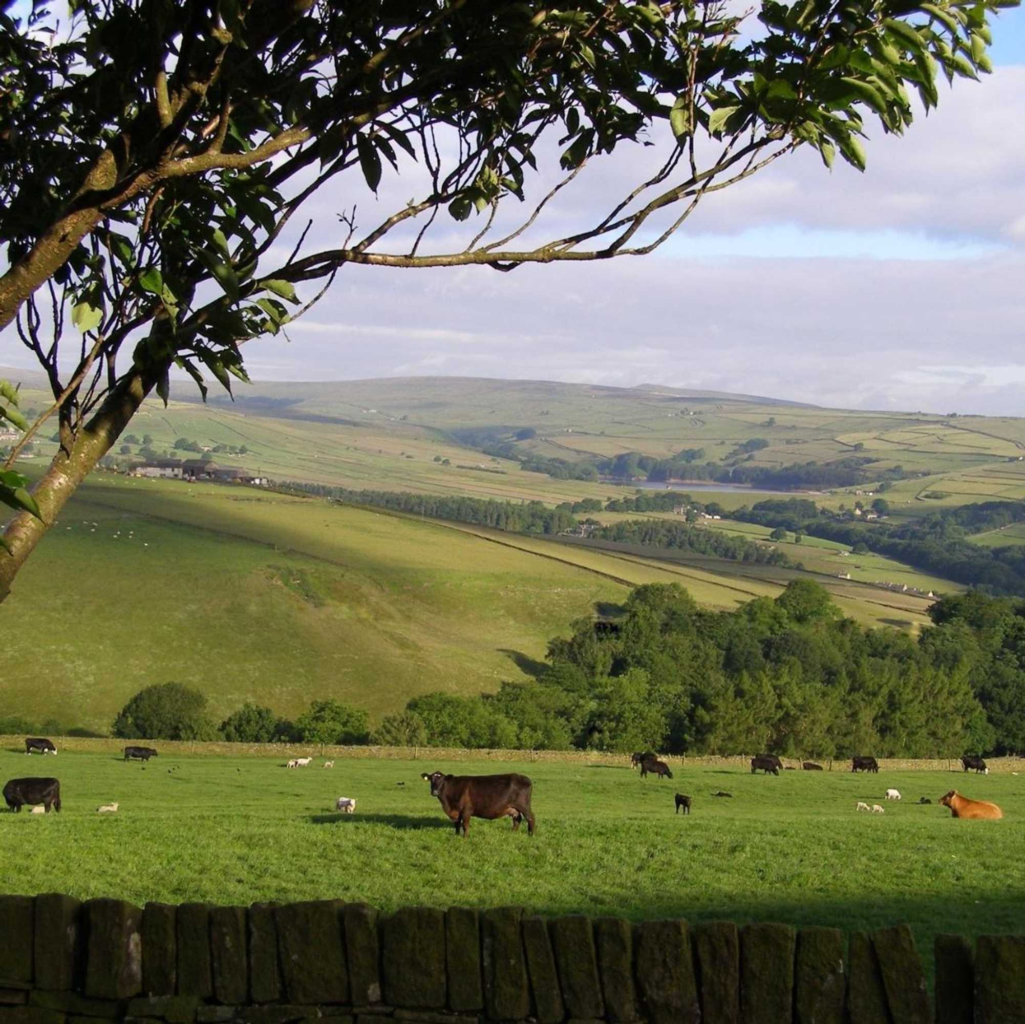 Gift card for Coddy's Farm