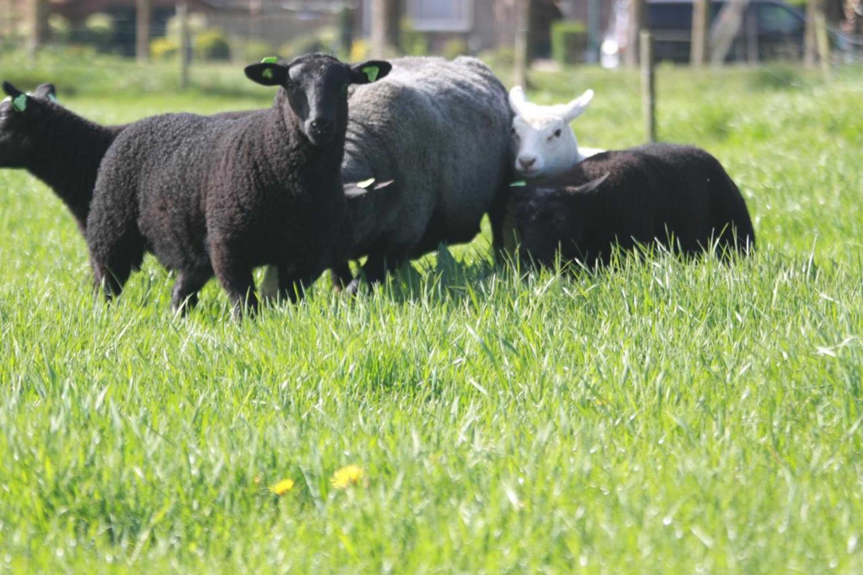 Gift card for Logerenbijonsz