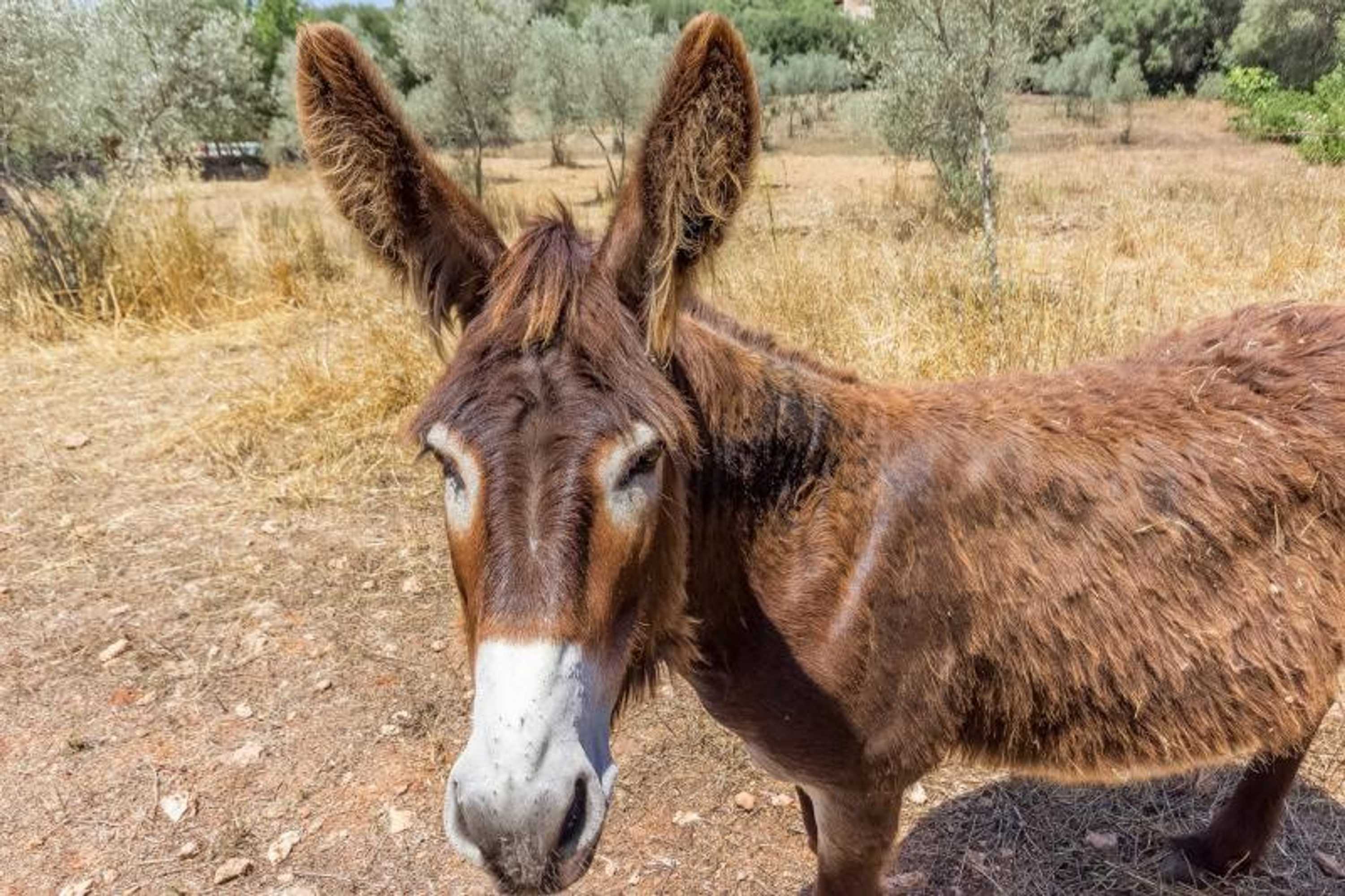 Gift card for Can Pina - Eco Arco -