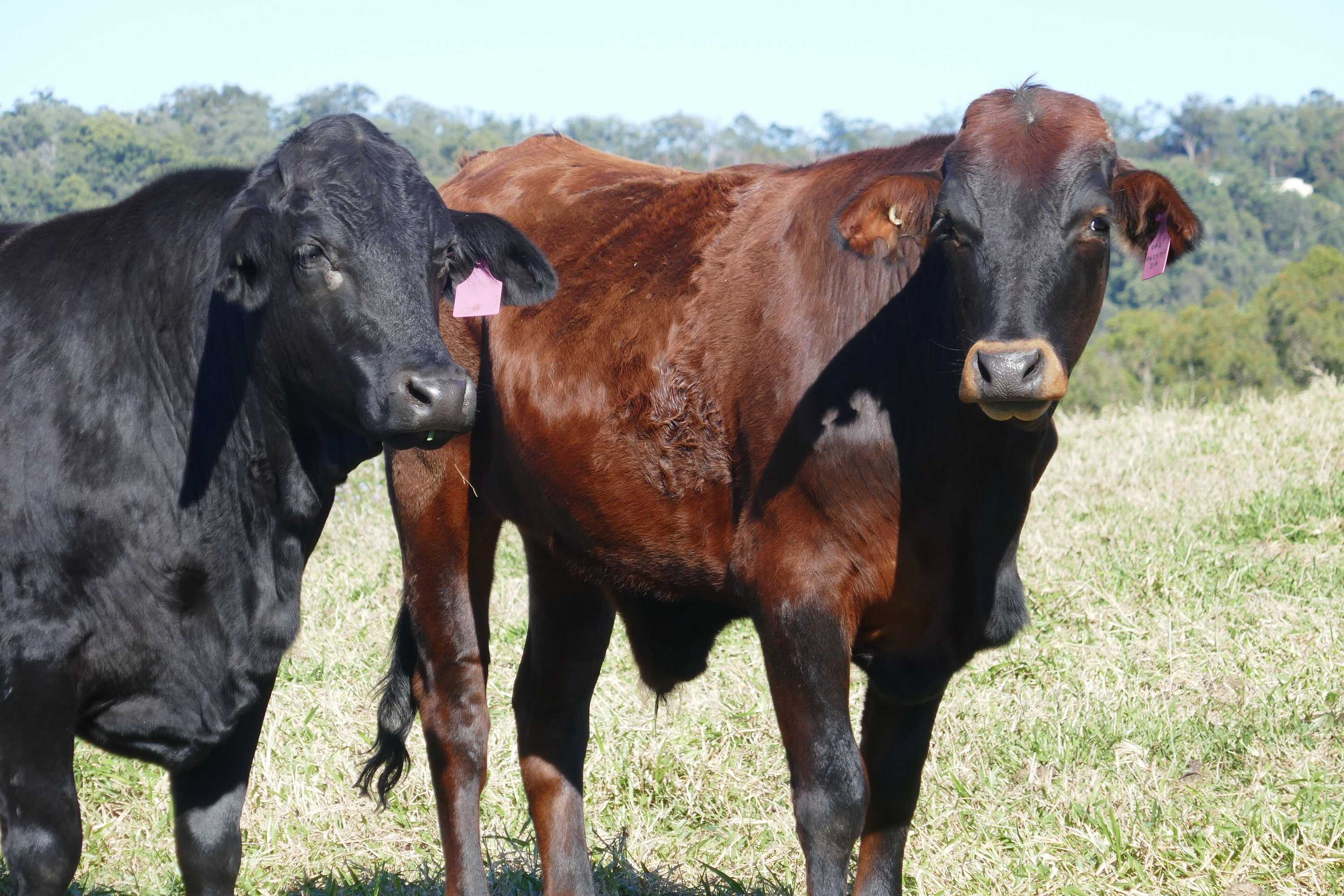 Gift card for Seven Peaks Farm Stay