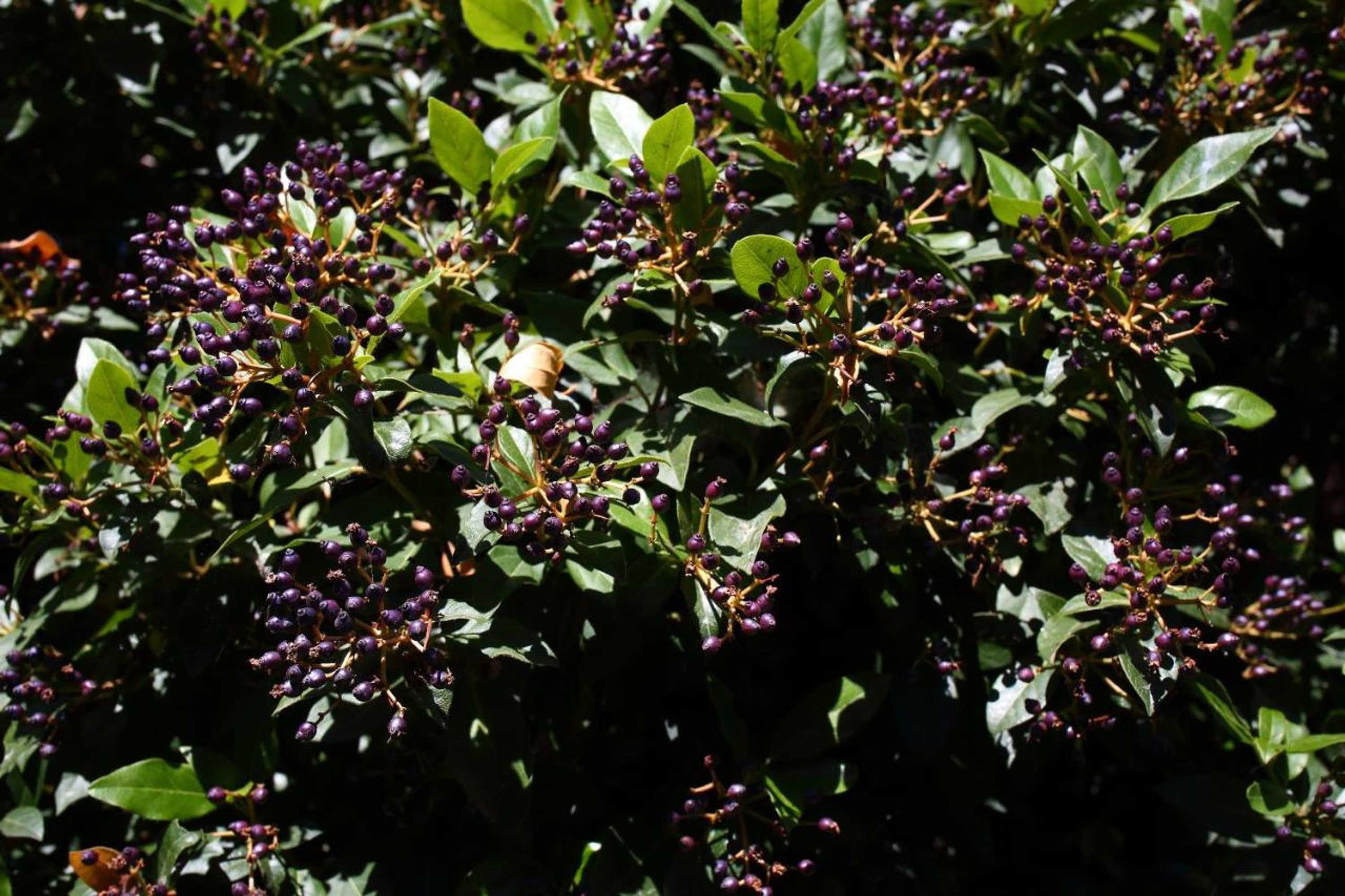 Gift card for Casas do Pastor