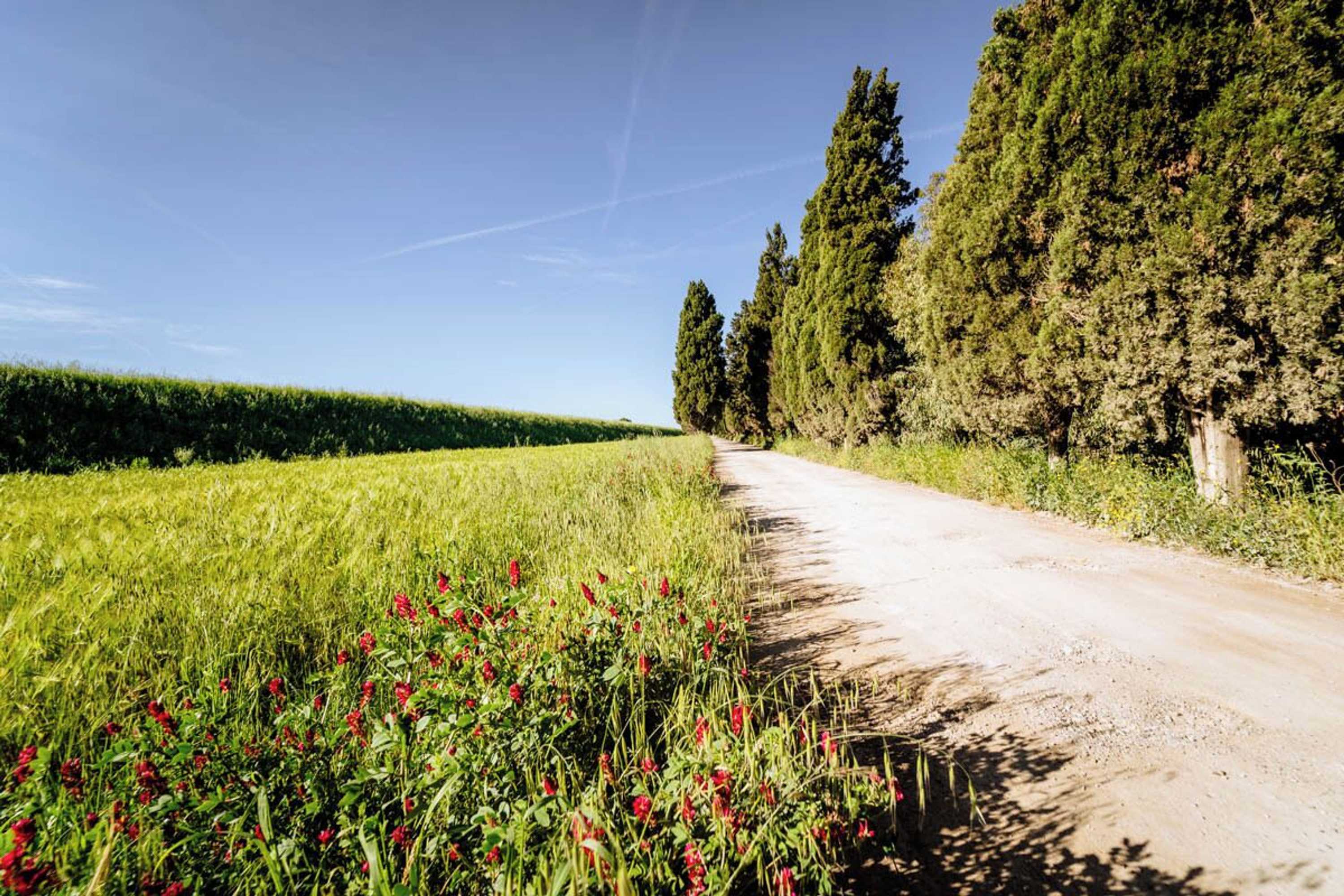 Gift card for Agriturismo Bio San Mamiliano Gift card for Agriturismo Bio San Mamiliano