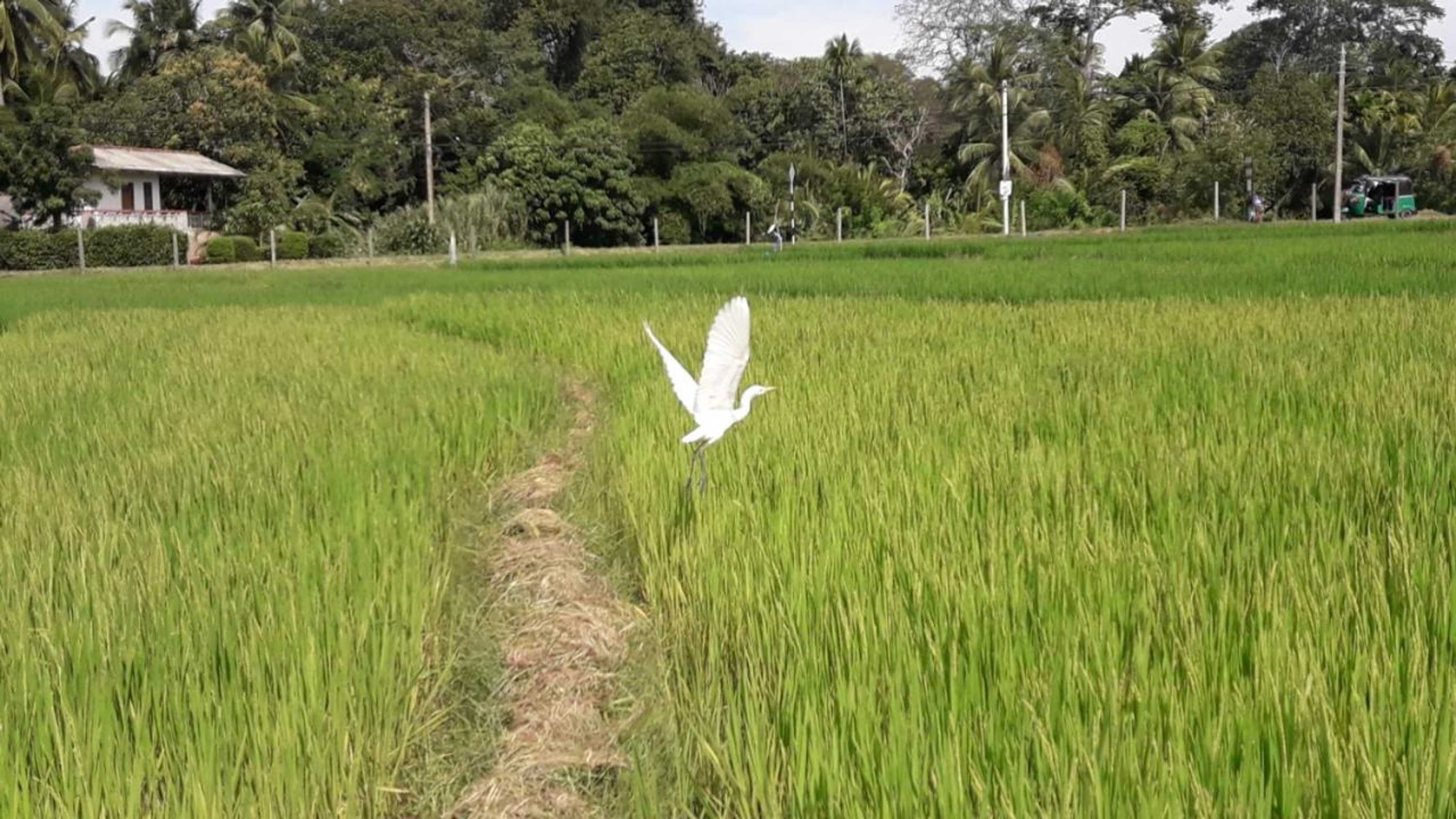 Gift card for Hansika Guest Inn