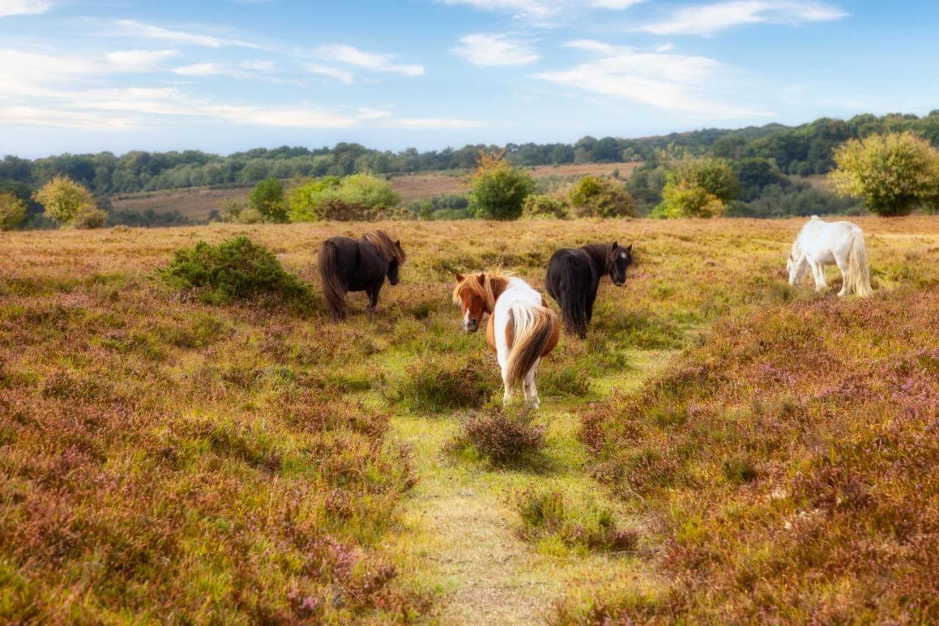 Gift card for Lakeside Lodge, Green Hill Farm Holiday Village