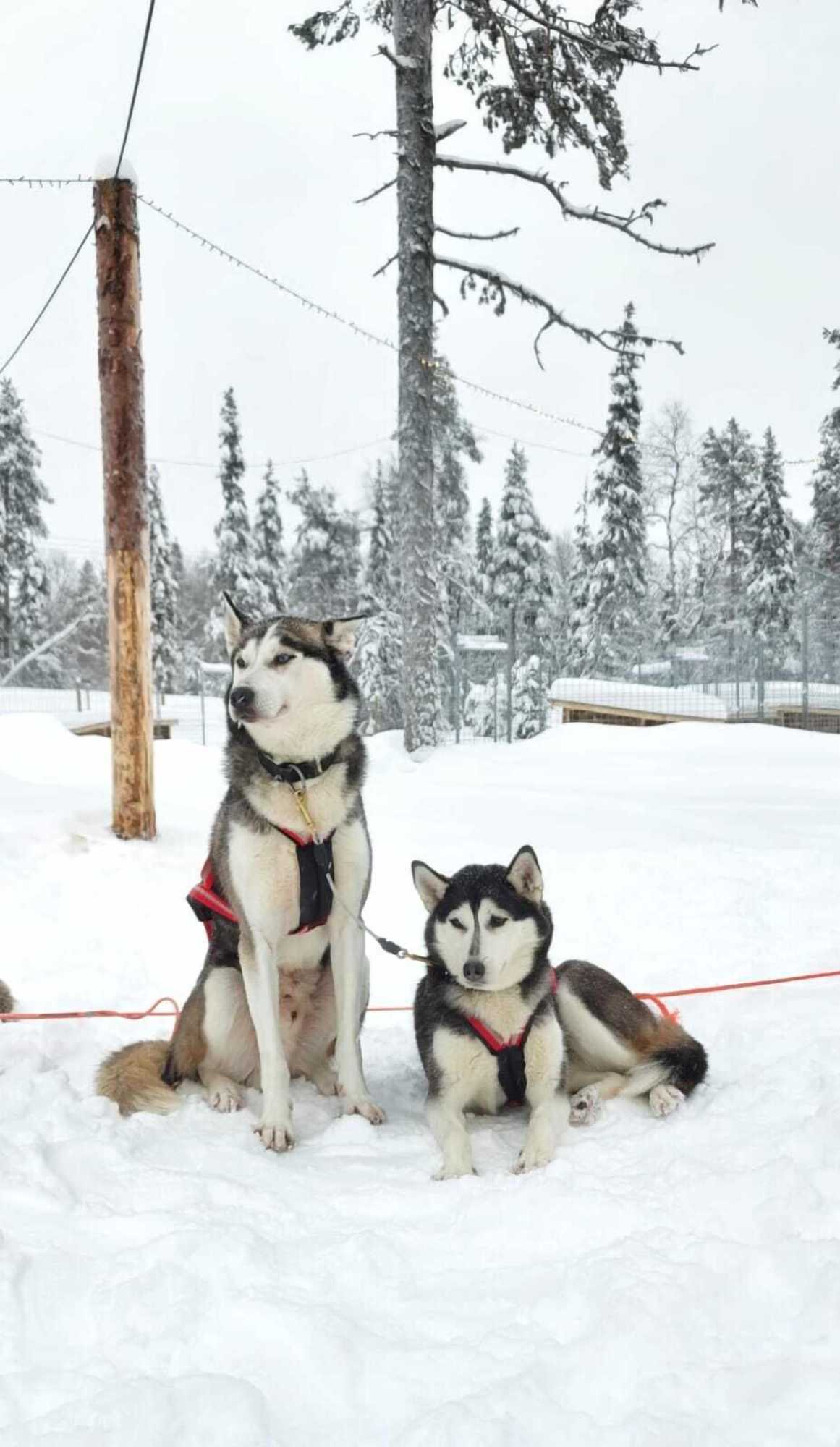 Gift card for Reindeer Manor Levi Gift card for Reindeer Manor Levi