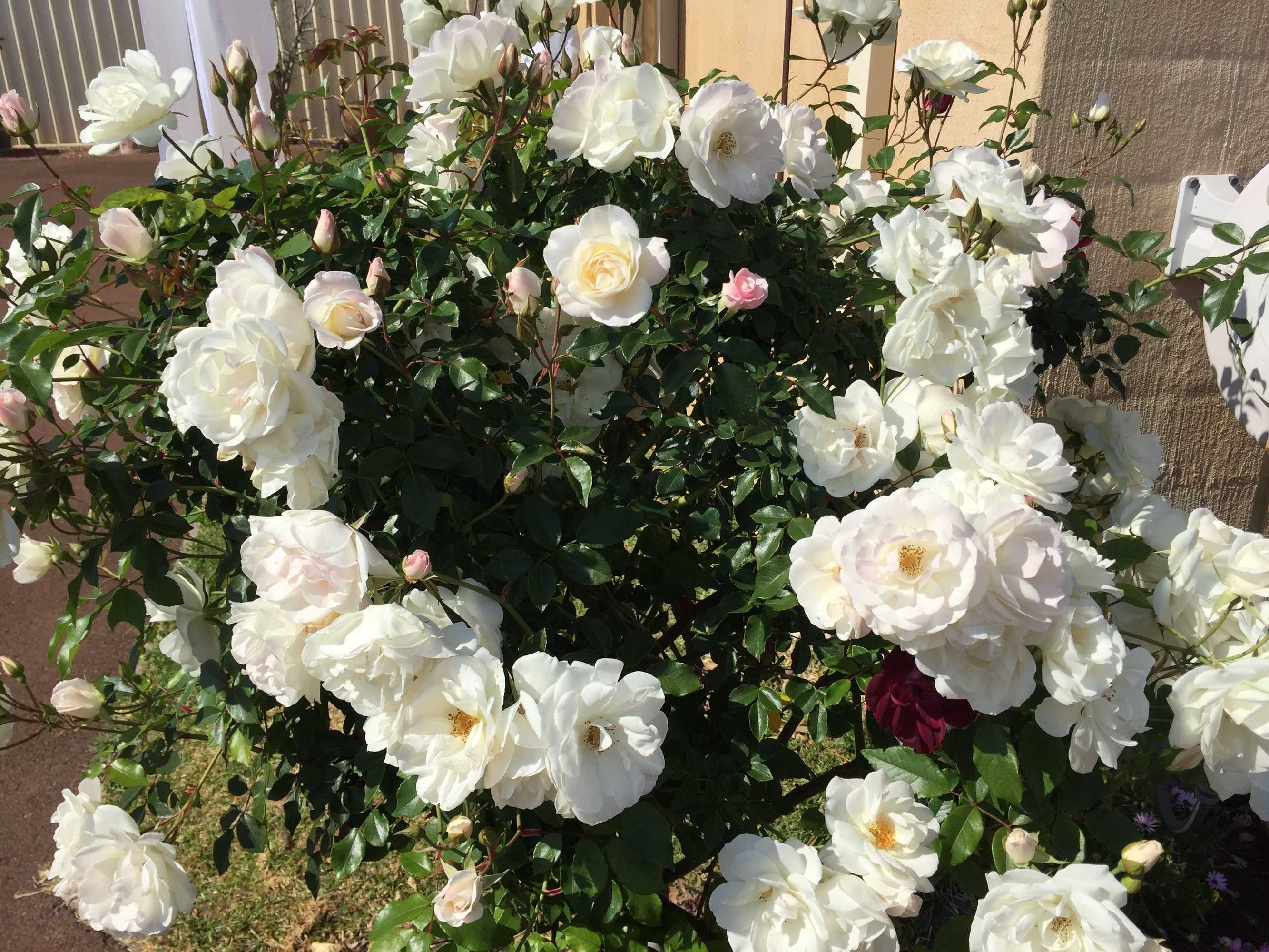 Gift card for Observatory Guesthouse - Adults Only