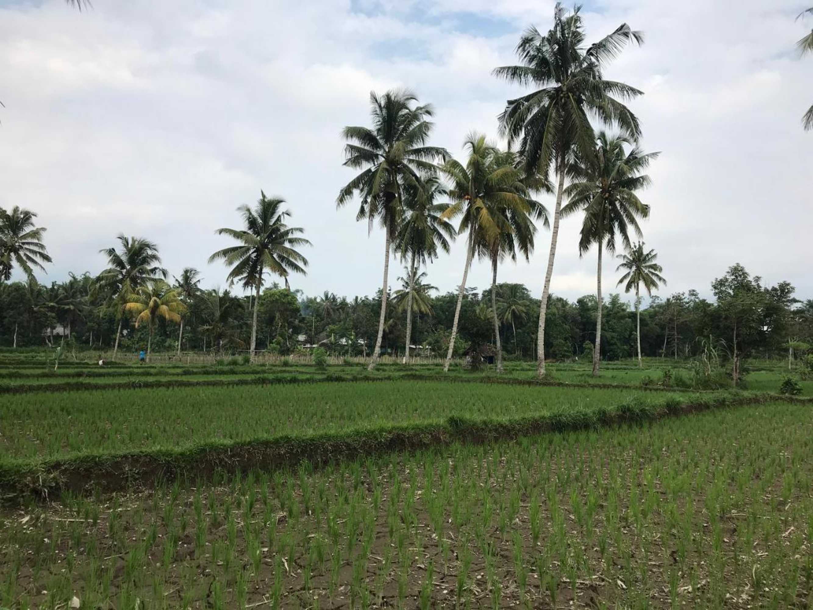 Gift card for Pondok Rinjani Bungalow Tetebatu