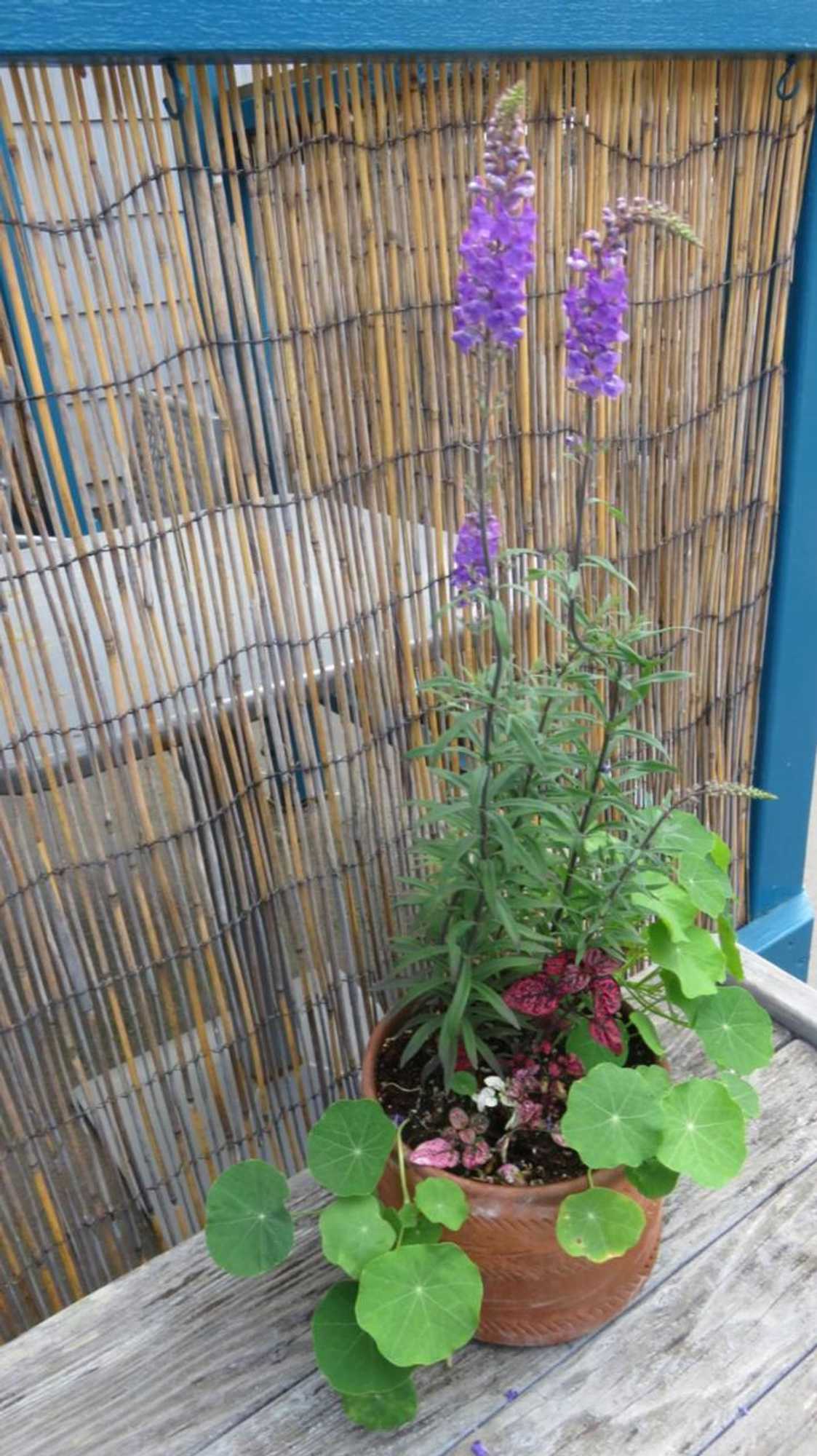 Gift card for Mermaid Inn