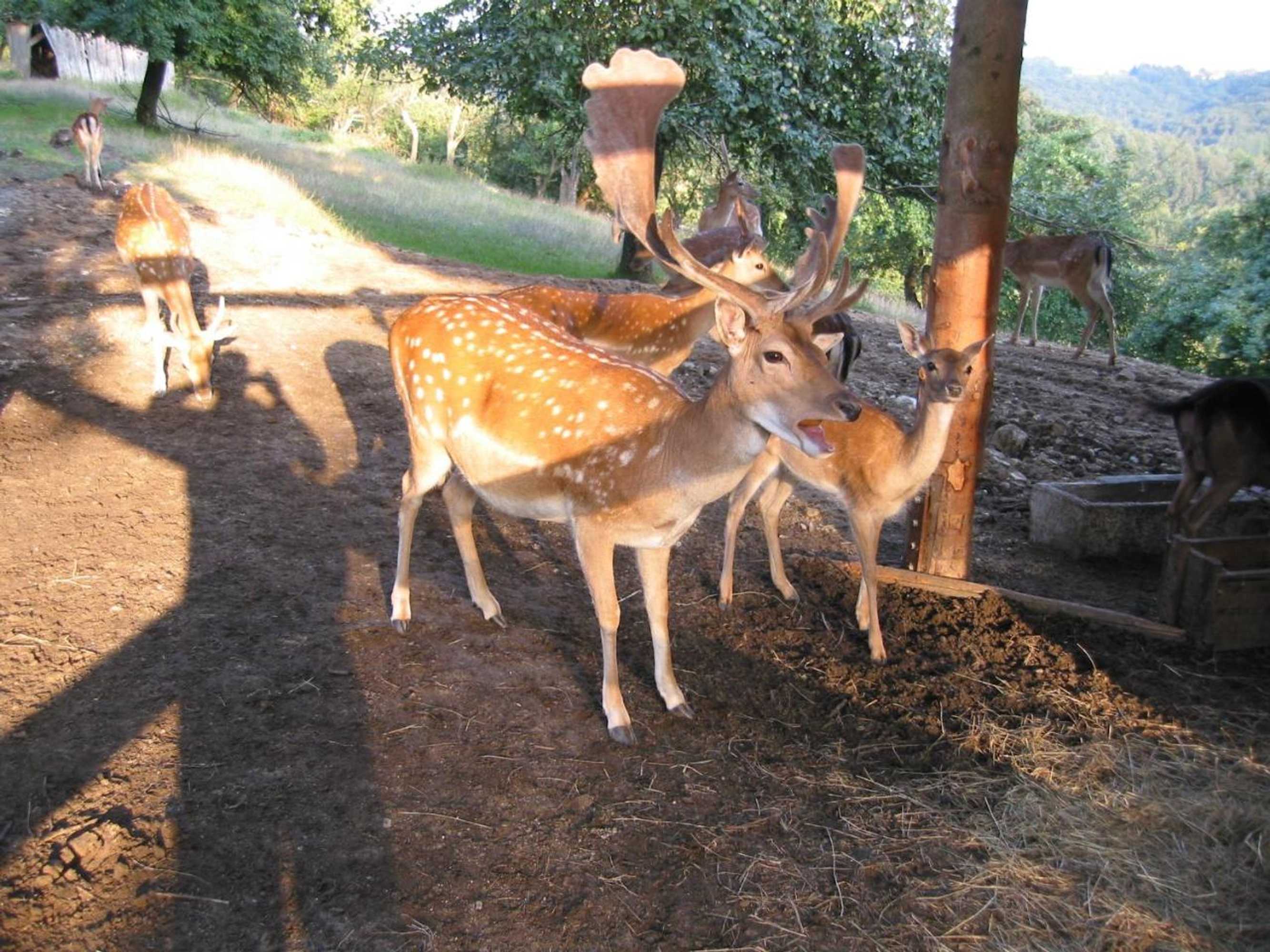 Gift card for Gasthof Siller