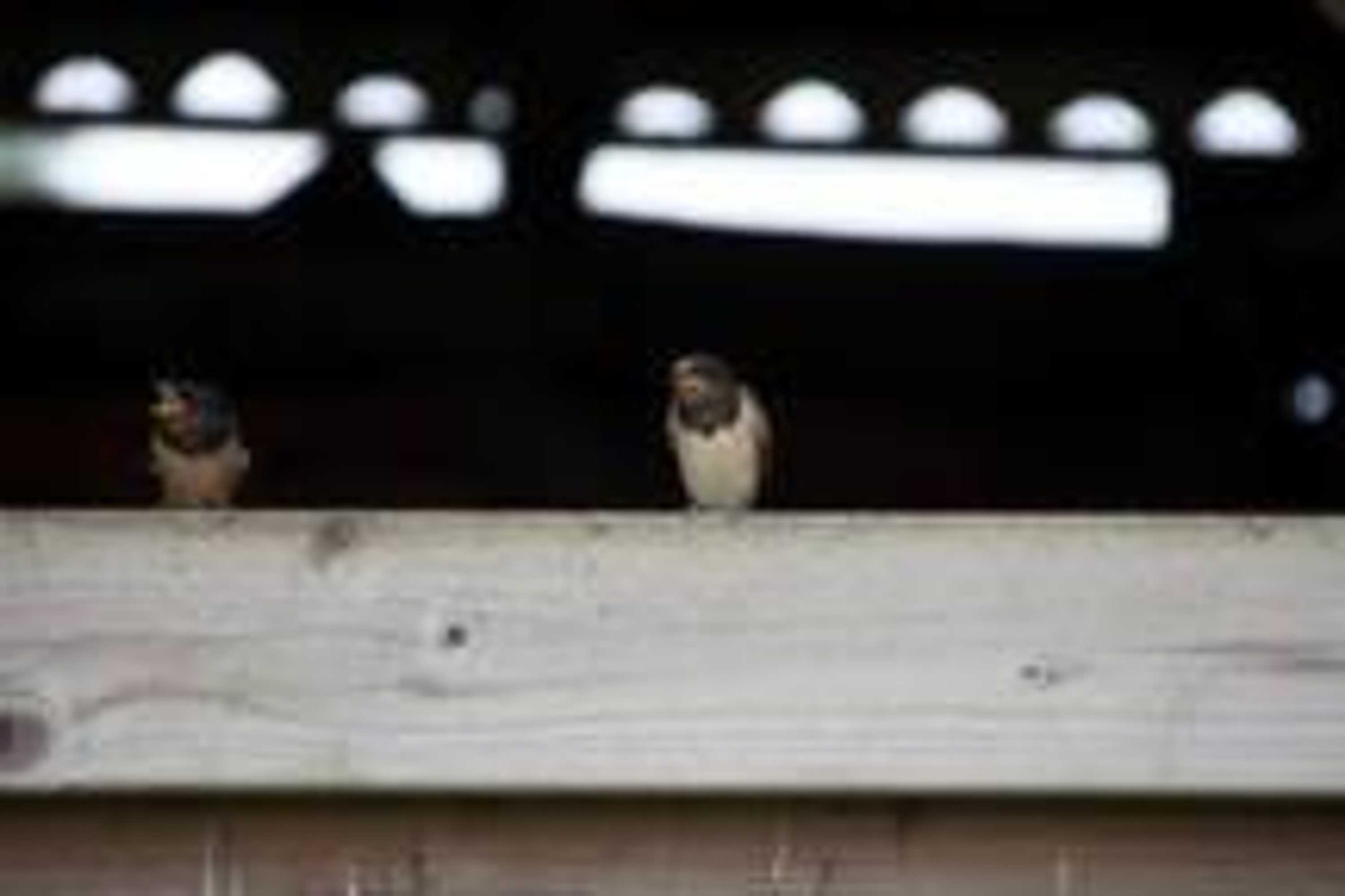 Gift card for De Sneppelhoeve B&b