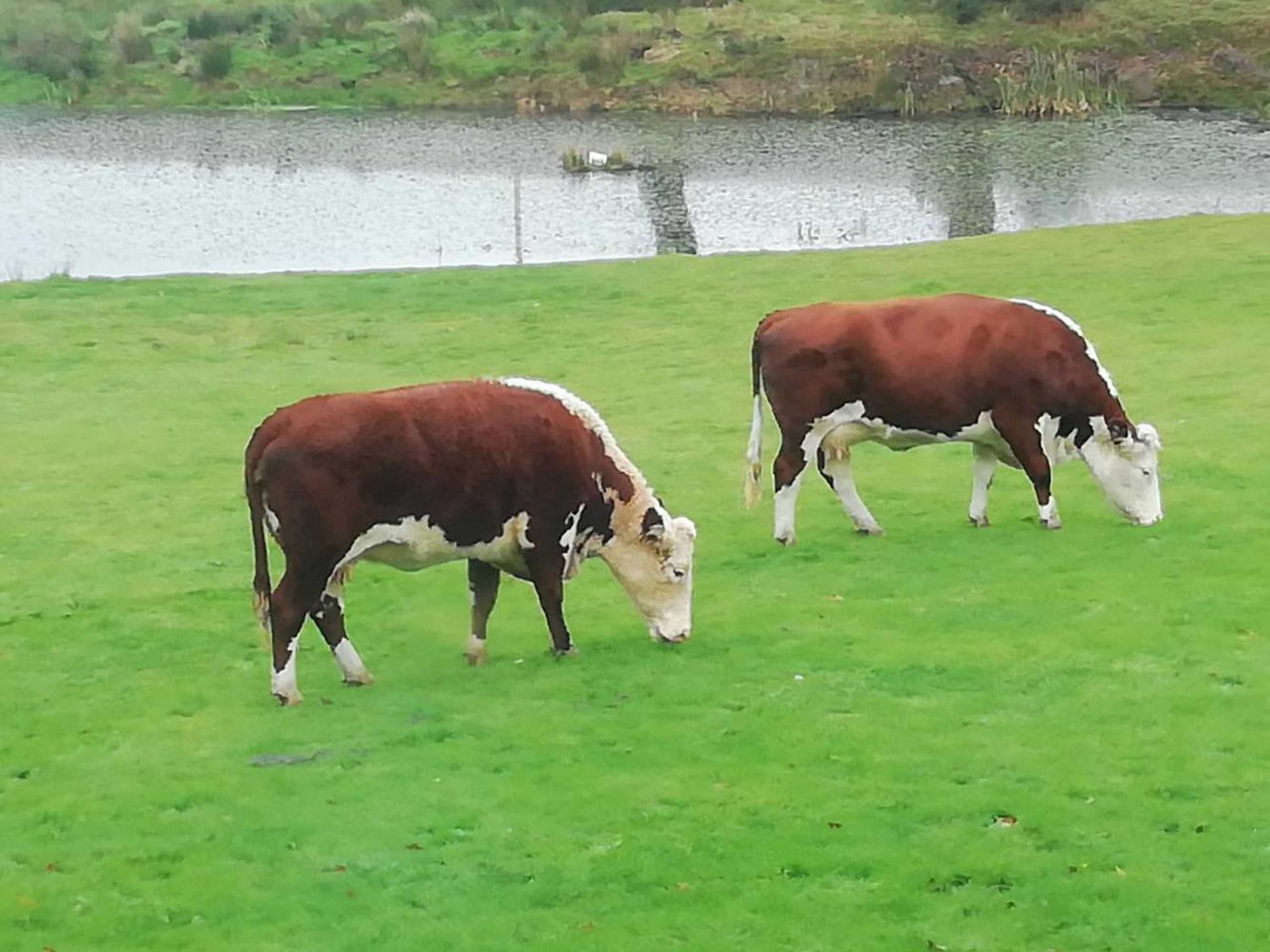 Gift card for Rectory Farm