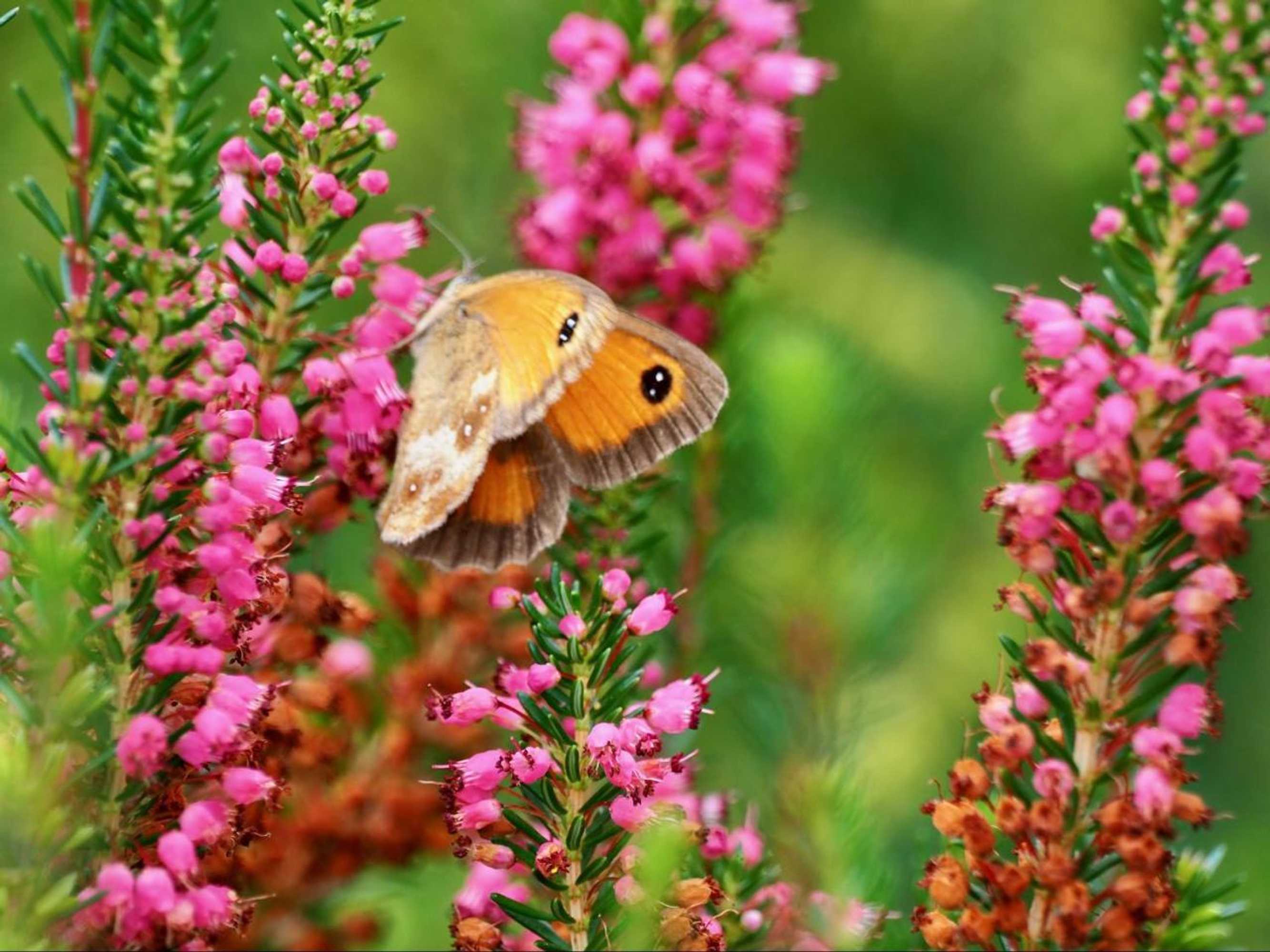 Gift card for Bnb De Peelvos