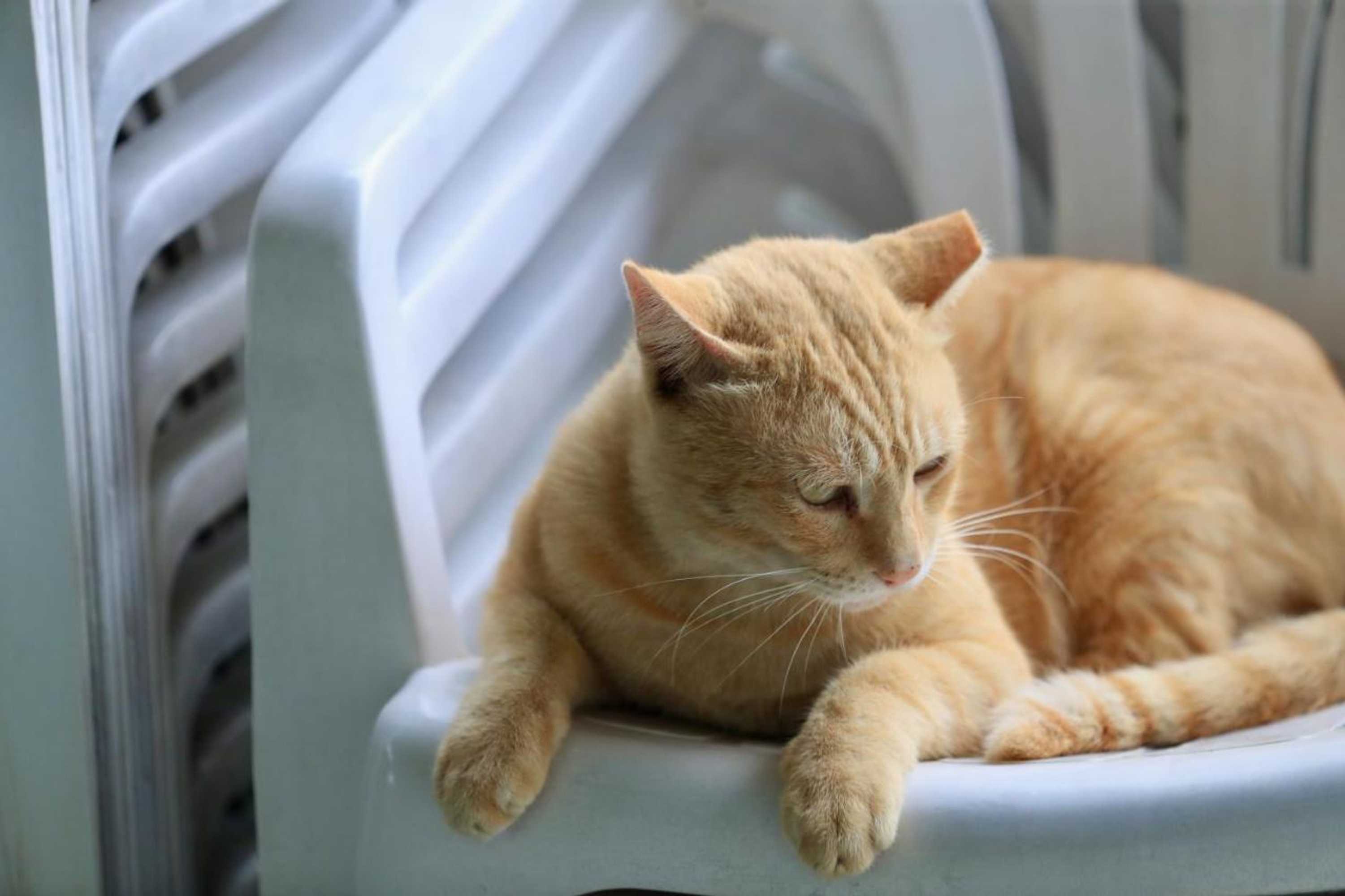 Gift card for Hakka Eco Farm