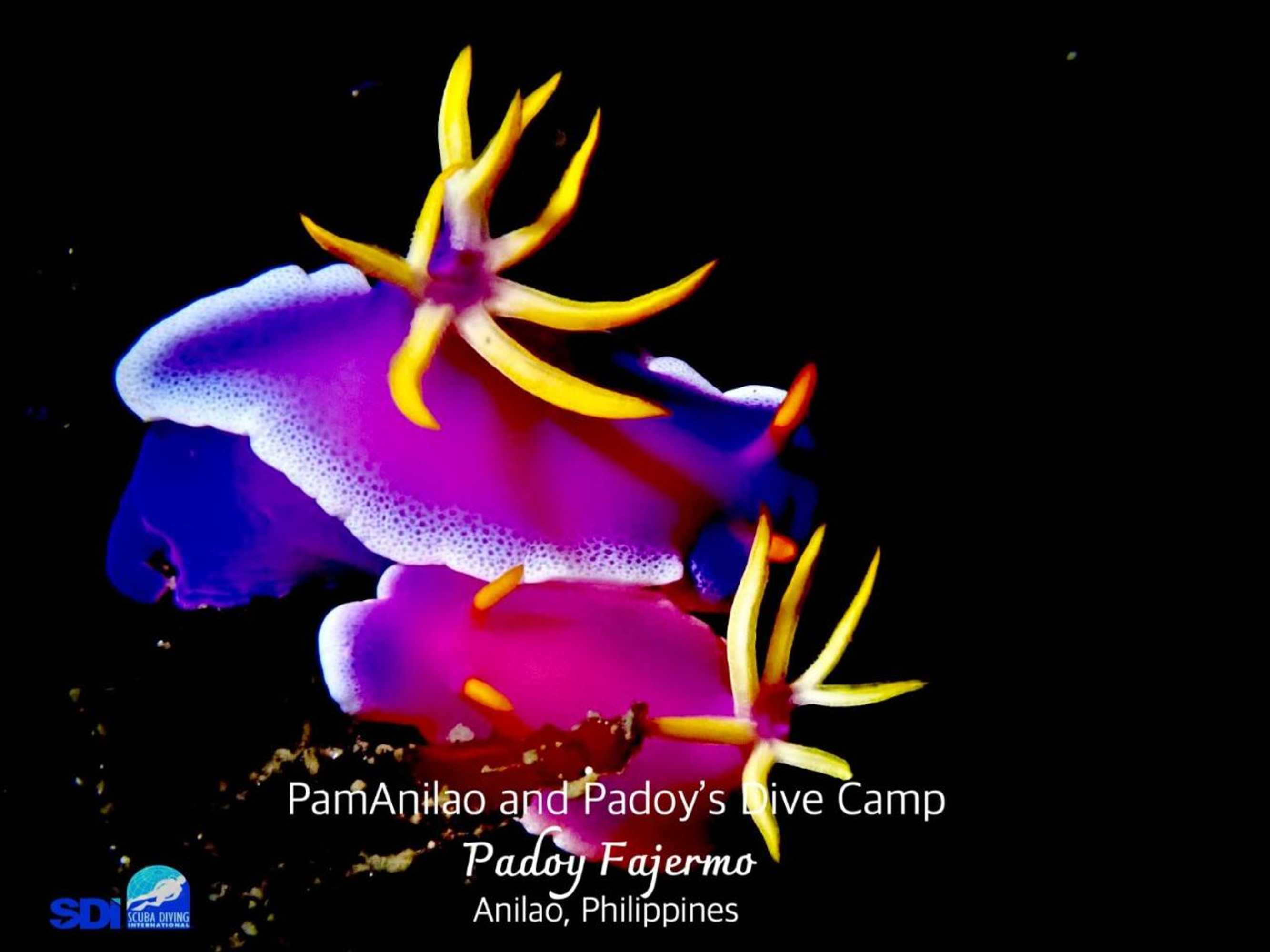 Gift card for Pamanilao And Padoy's Dive Camp Gift card for Pamanilao And Padoy's Dive Camp